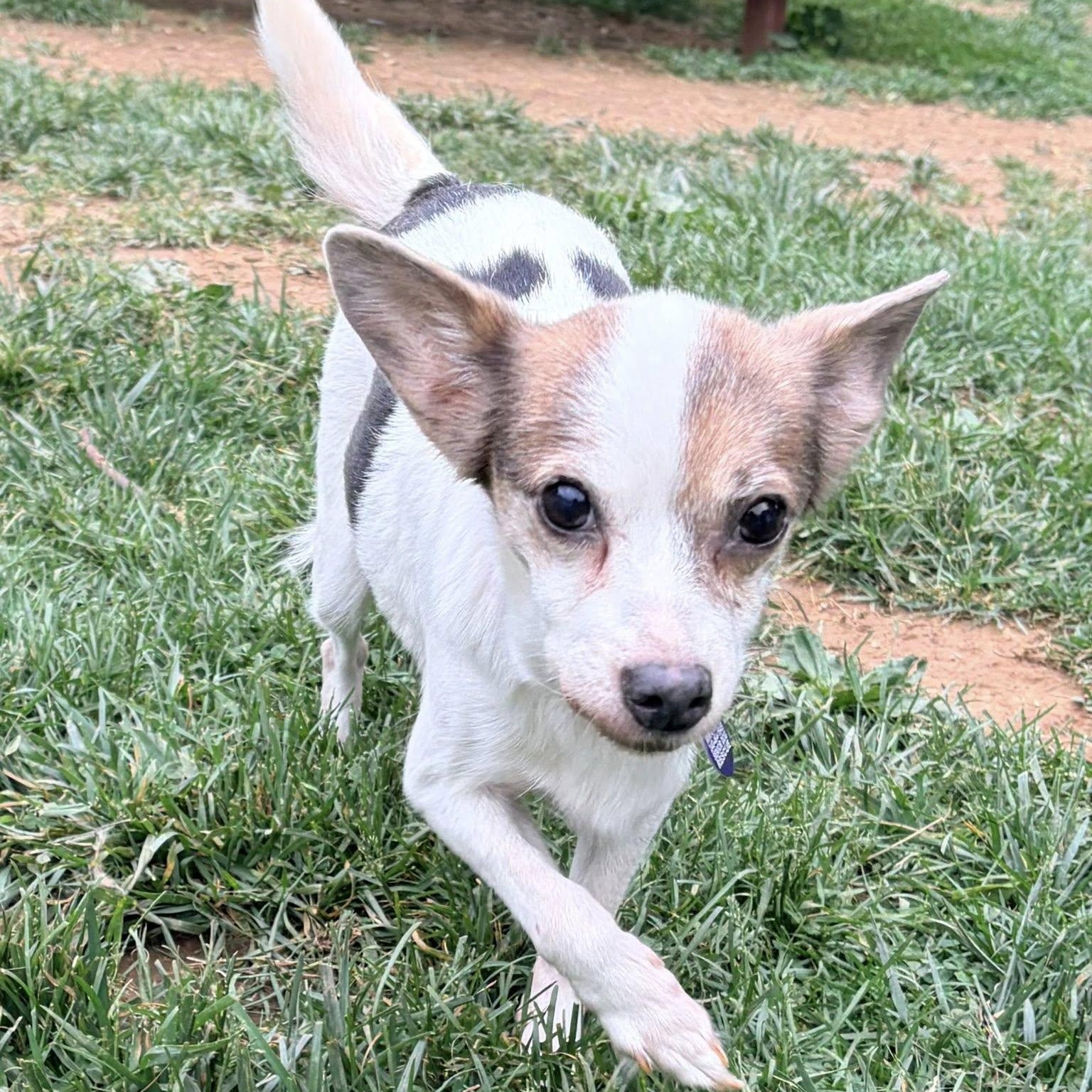 Enlarge Gemma, an adoptable mixed breed in Rockville, MD image 4/4