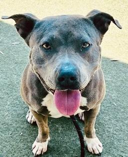 Enlarge Nelly, a Adoptable mixed breed in Toluca Lake, CA image 2/2