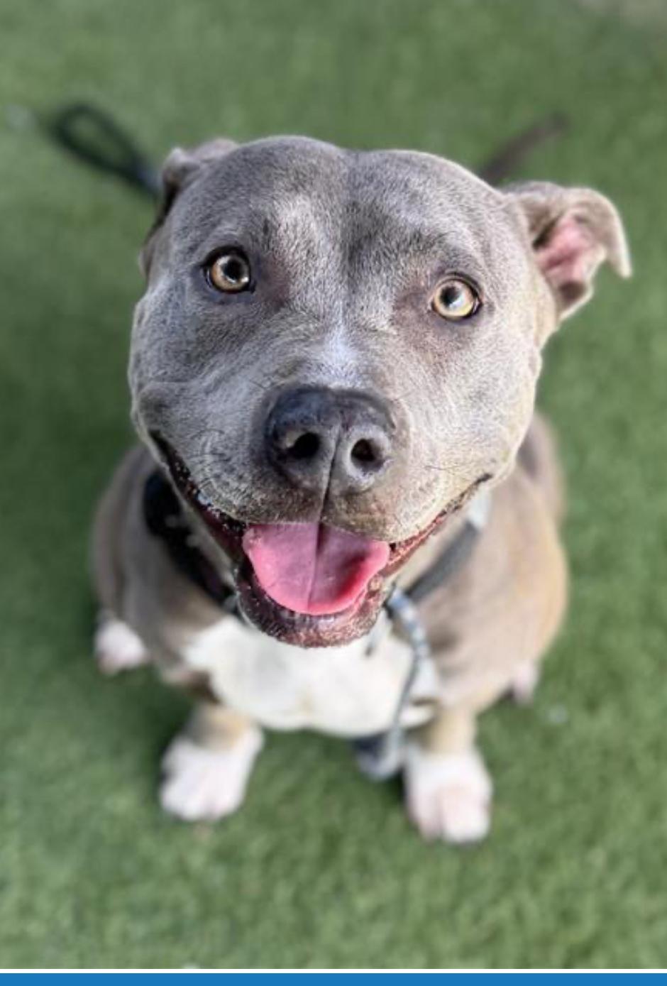 Enlarge Nelly, a Adoptable mixed breed in Toluca Lake, CA image 1/2