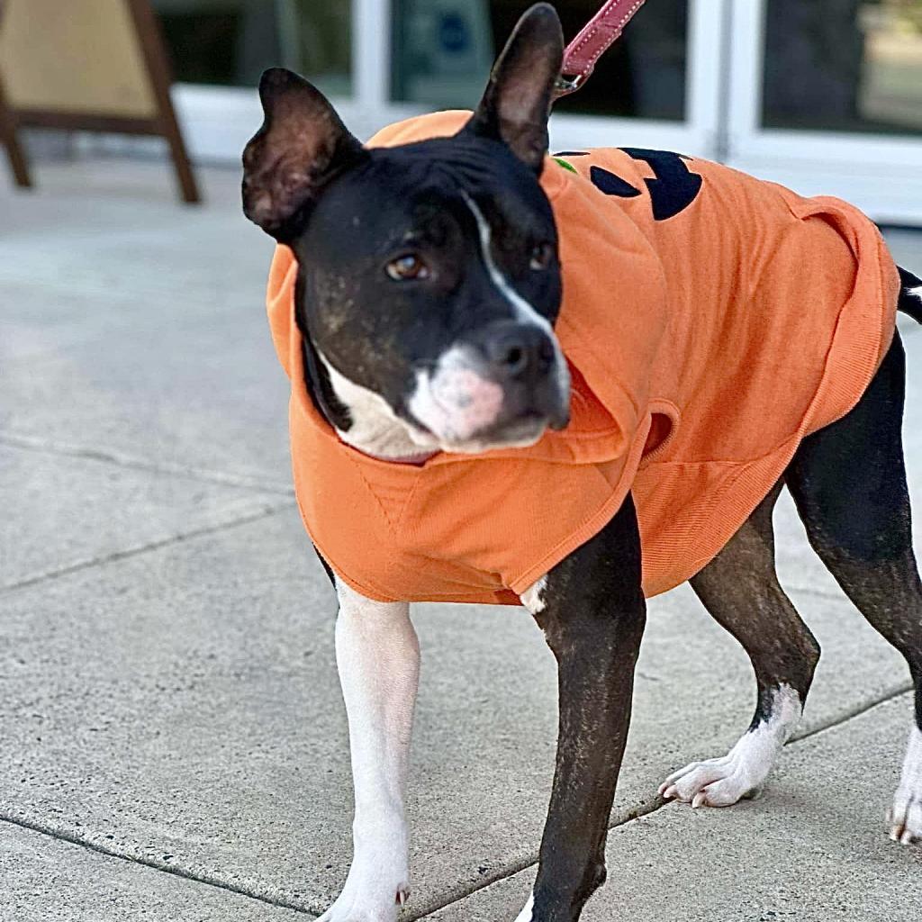 Kacey, Adoptable, Adult Female Pit Bull Terrier & American Staffordshire Terrier.