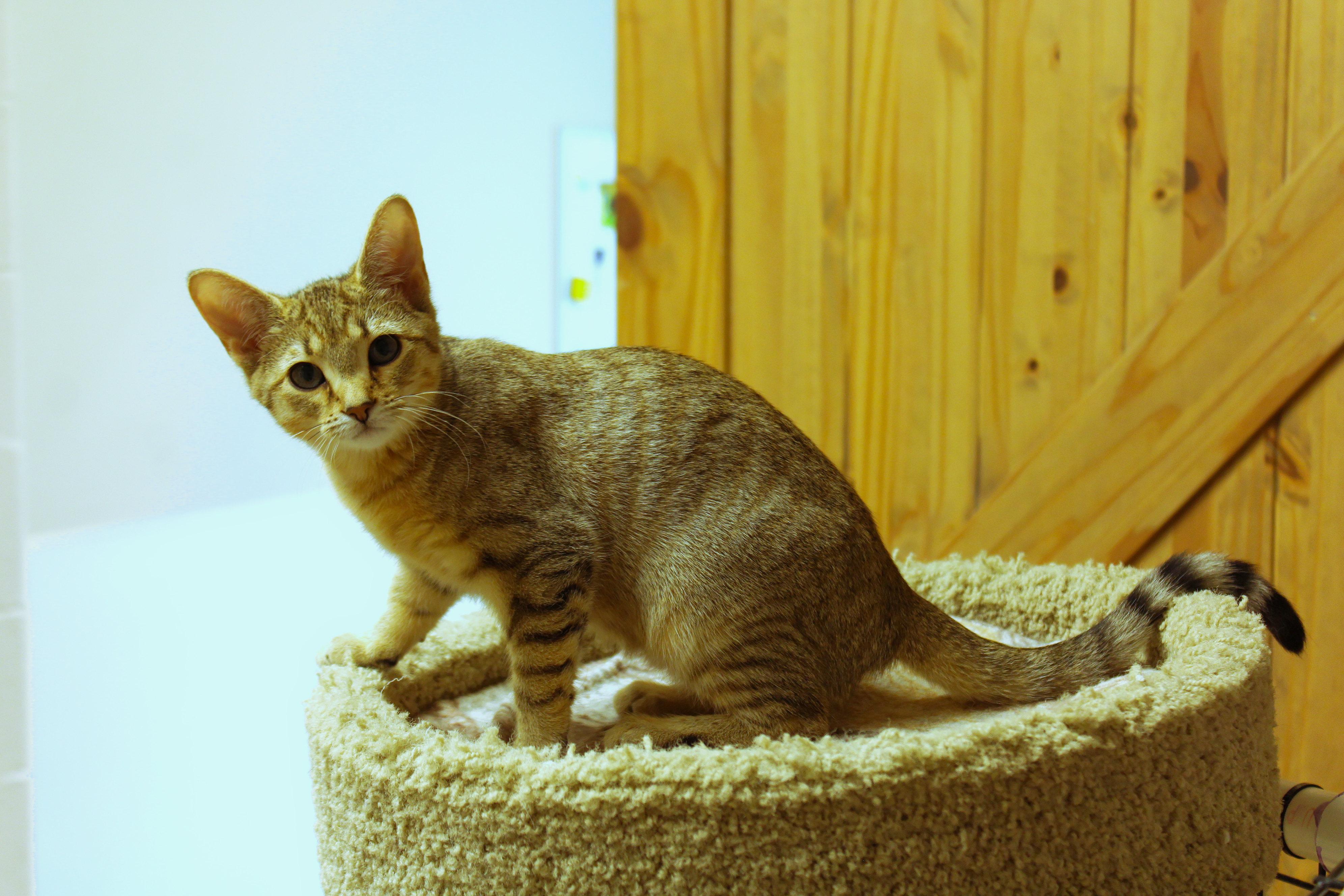 Enlarge Storm, a ADOPTABLE Domestic Short Hair in Urbana, OH image 1/6