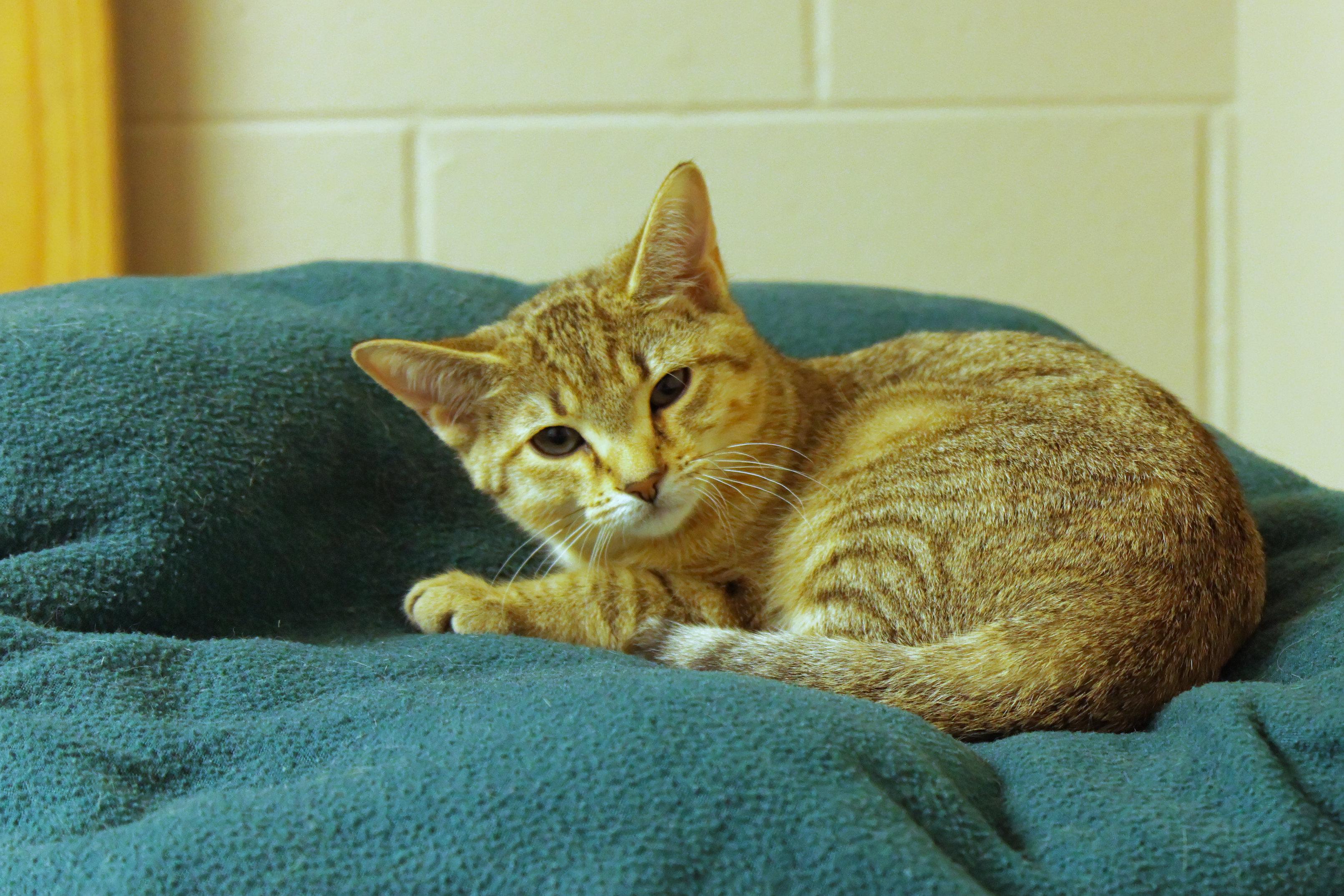 Enlarge Storm, a ADOPTABLE Domestic Short Hair in Urbana, OH image 3/6