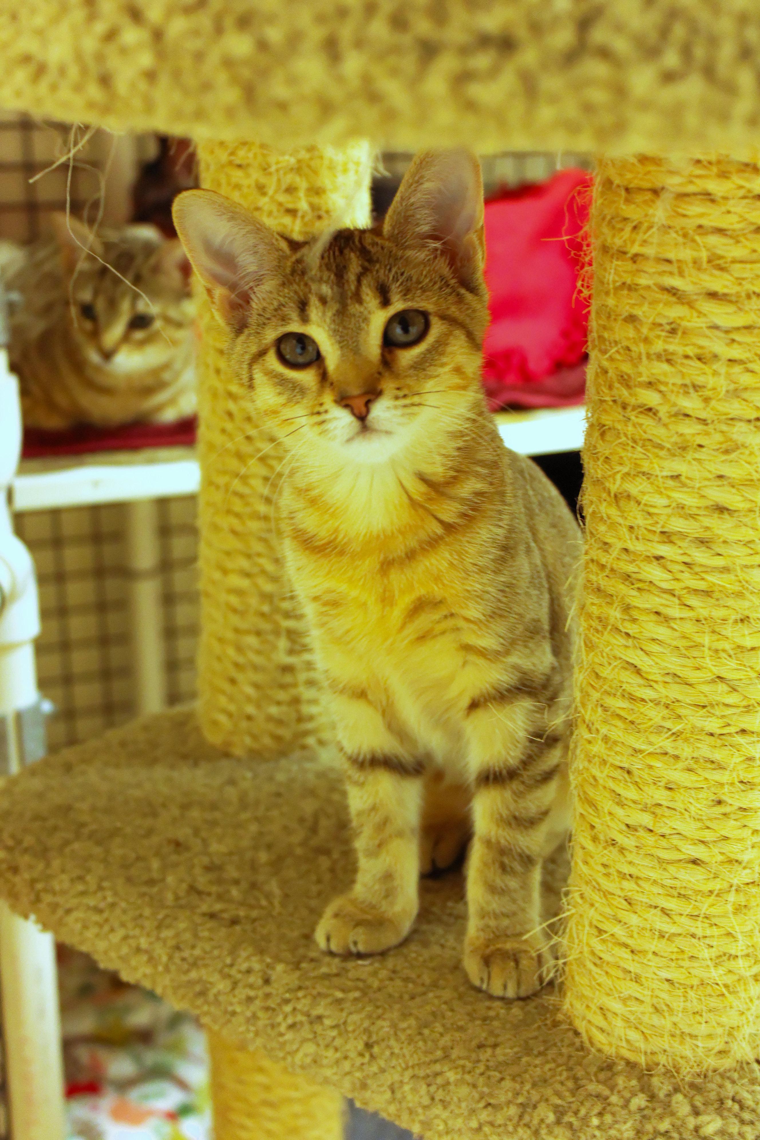 Enlarge Storm, a ADOPTABLE Domestic Short Hair in Urbana, OH image 4/6