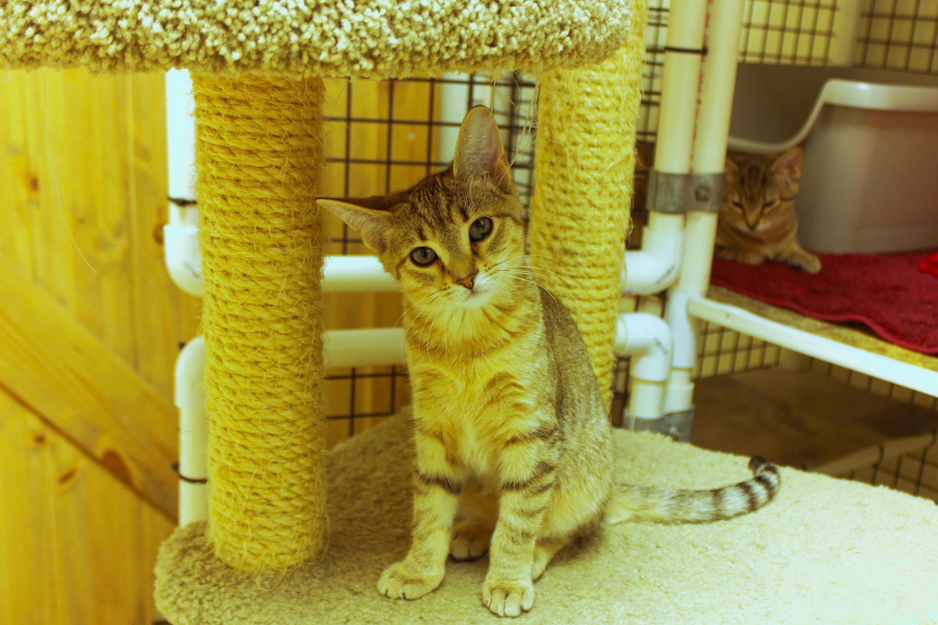 Enlarge Storm, a ADOPTABLE Domestic Short Hair in Urbana, OH image 5/6
