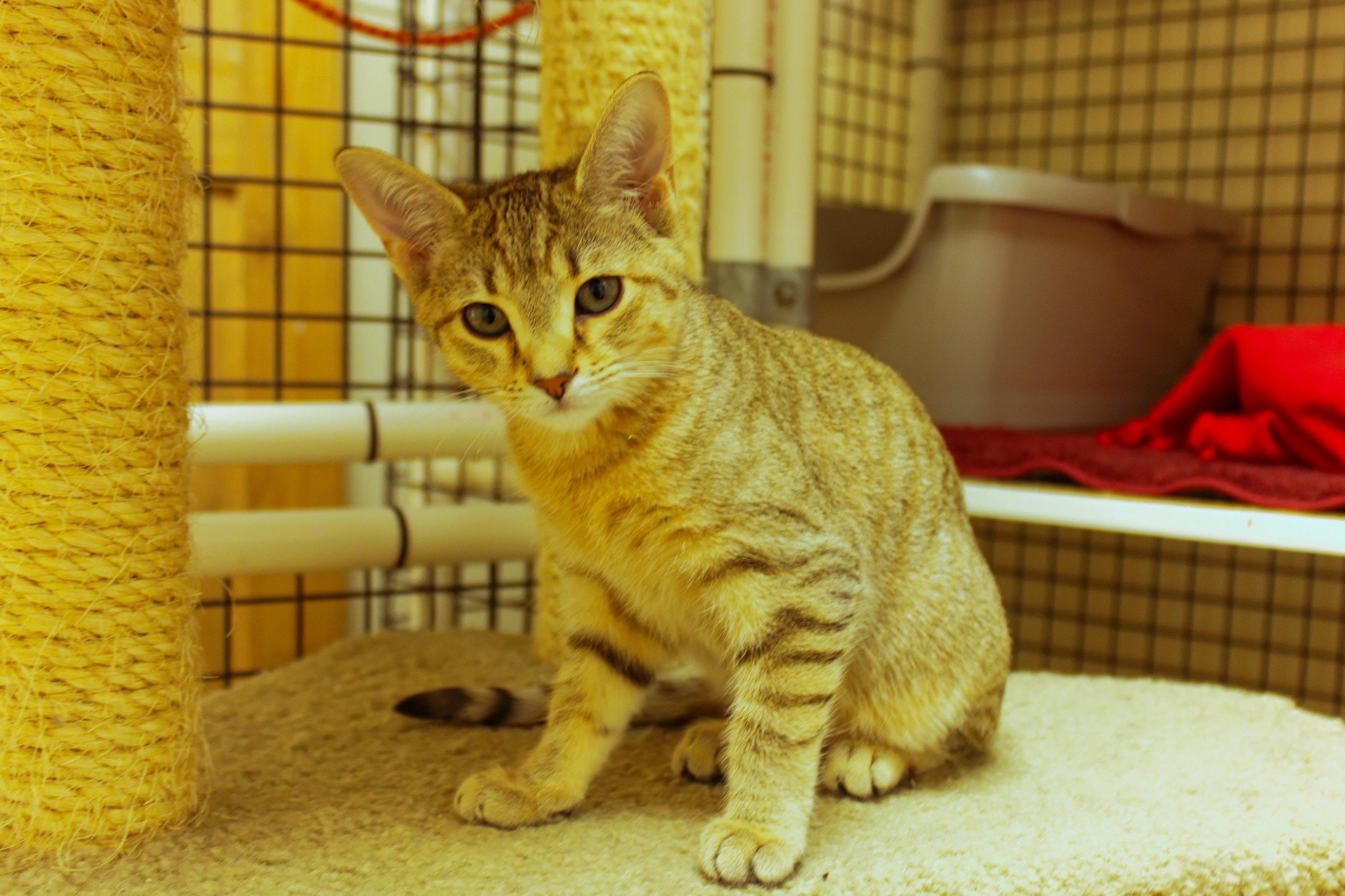 Enlarge Storm, a ADOPTABLE Domestic Short Hair in Urbana, OH image 6/6