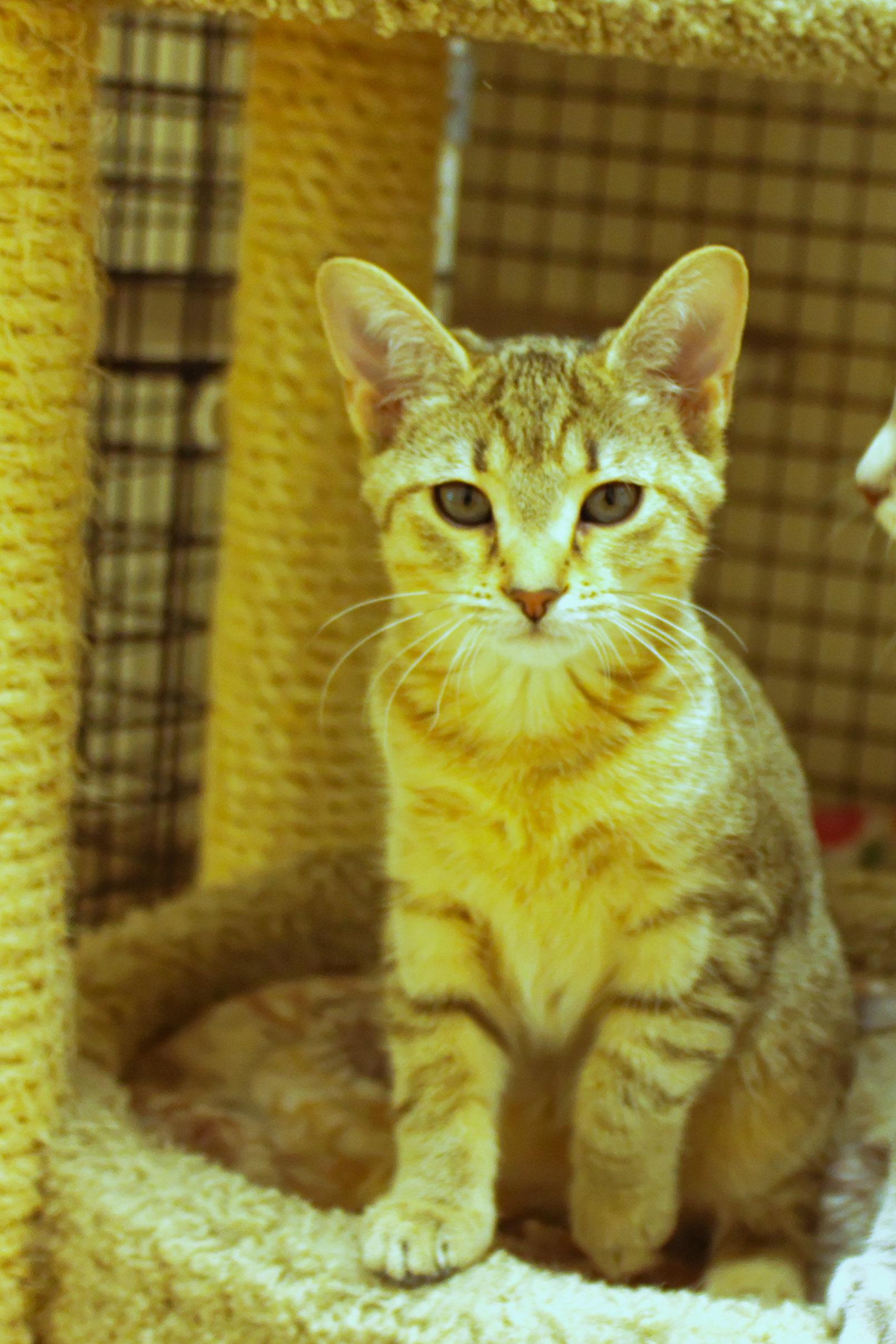 Enlarge Storm, a ADOPTABLE Domestic Short Hair in Urbana, OH image 2/6