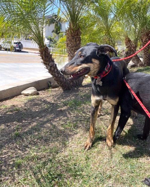 Tara, Adopted, Adult Female Shepherd & Greyhound.