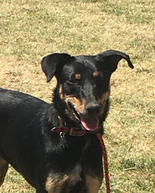 Tara, a Adopted mixed breed in San Diego, CA image 2/3