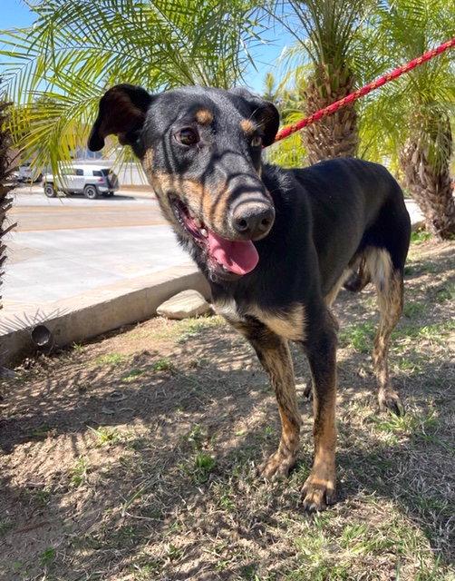 Tara, a Adopted mixed breed in San Diego, CA image 3/3