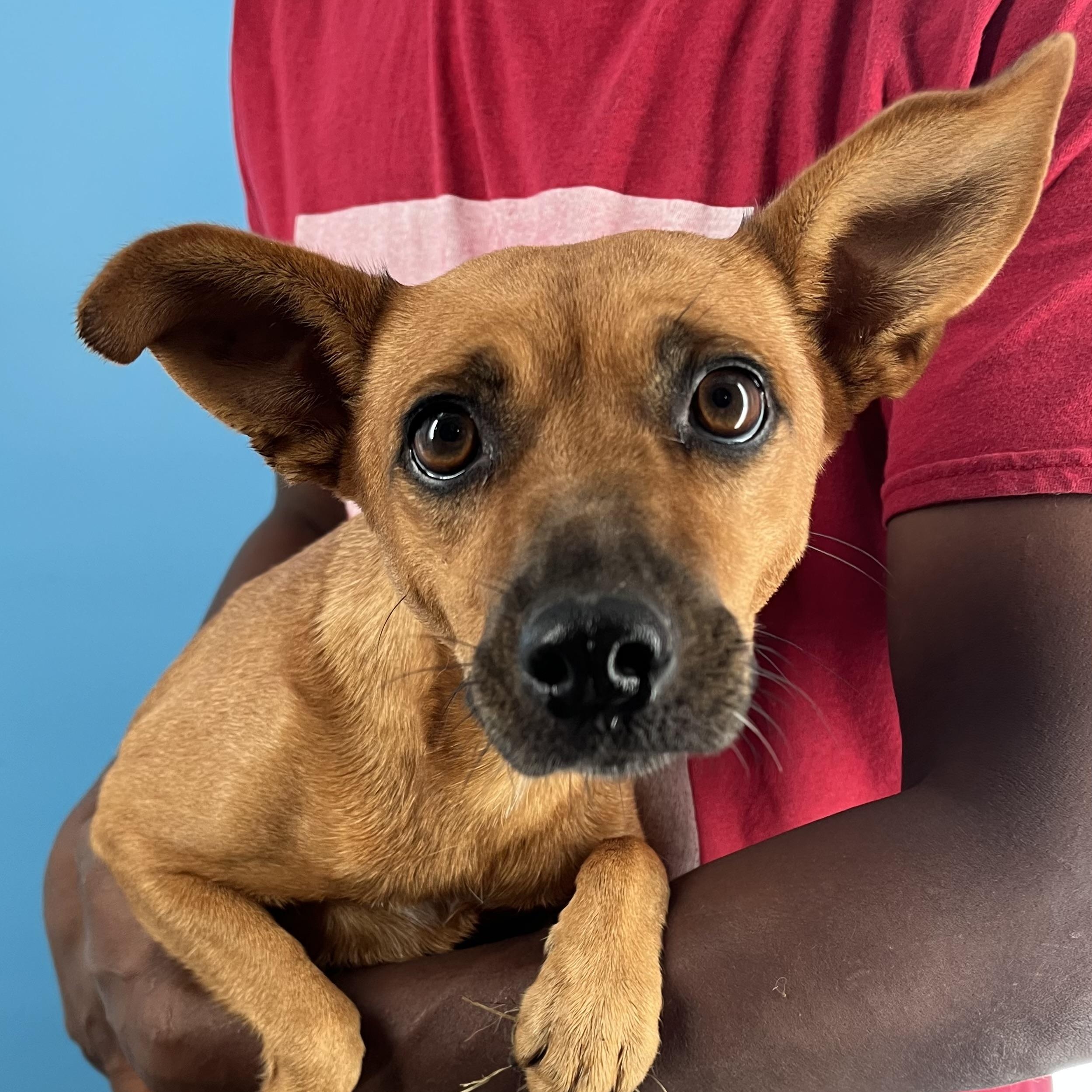 Enlarge Athena - Local April 10-12, an adoptable mixed breed in Westerly, RI image 1/5