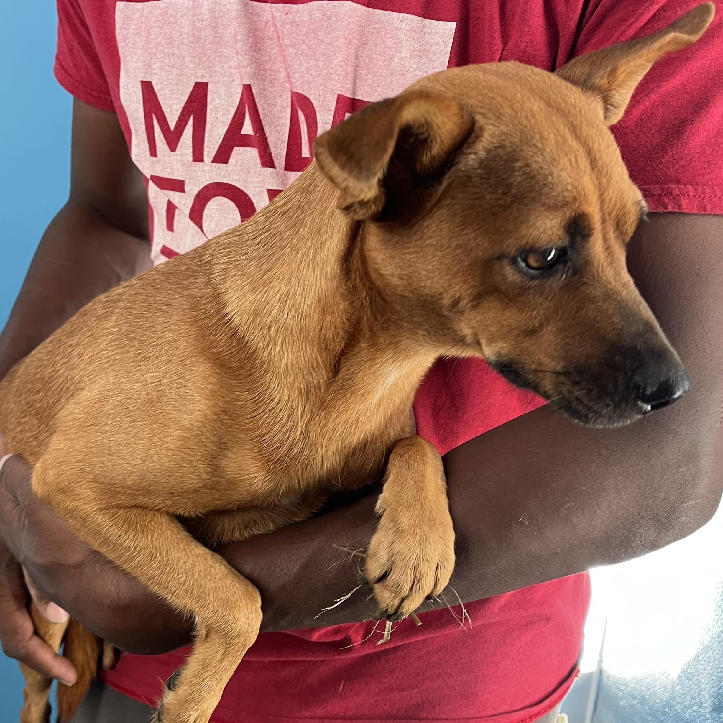 Enlarge Athena - Local April 10-12, an adoptable mixed breed in Westerly, RI image 5/5