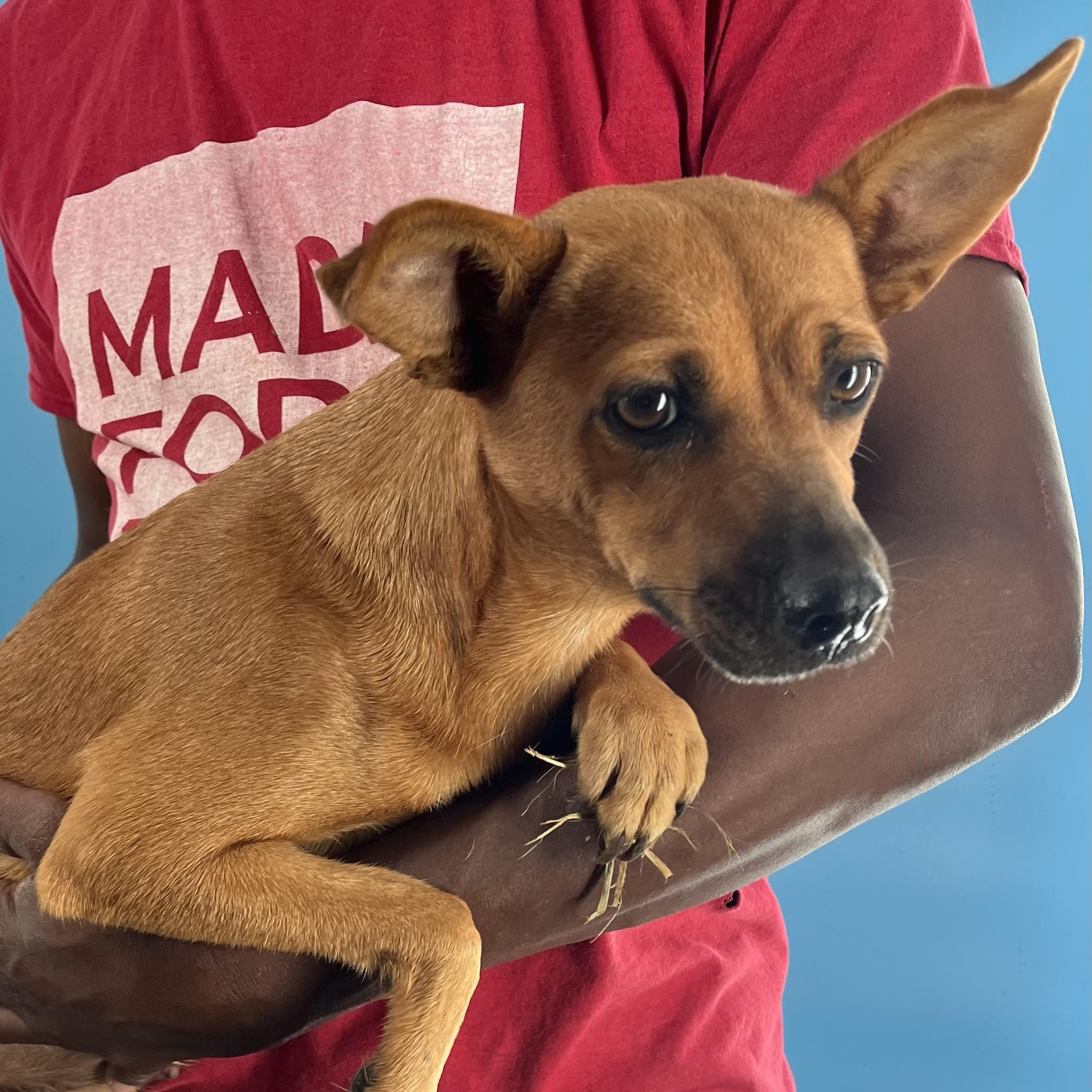 Enlarge Athena - Local April 10-12, an adoptable mixed breed in Westerly, RI image 3/5