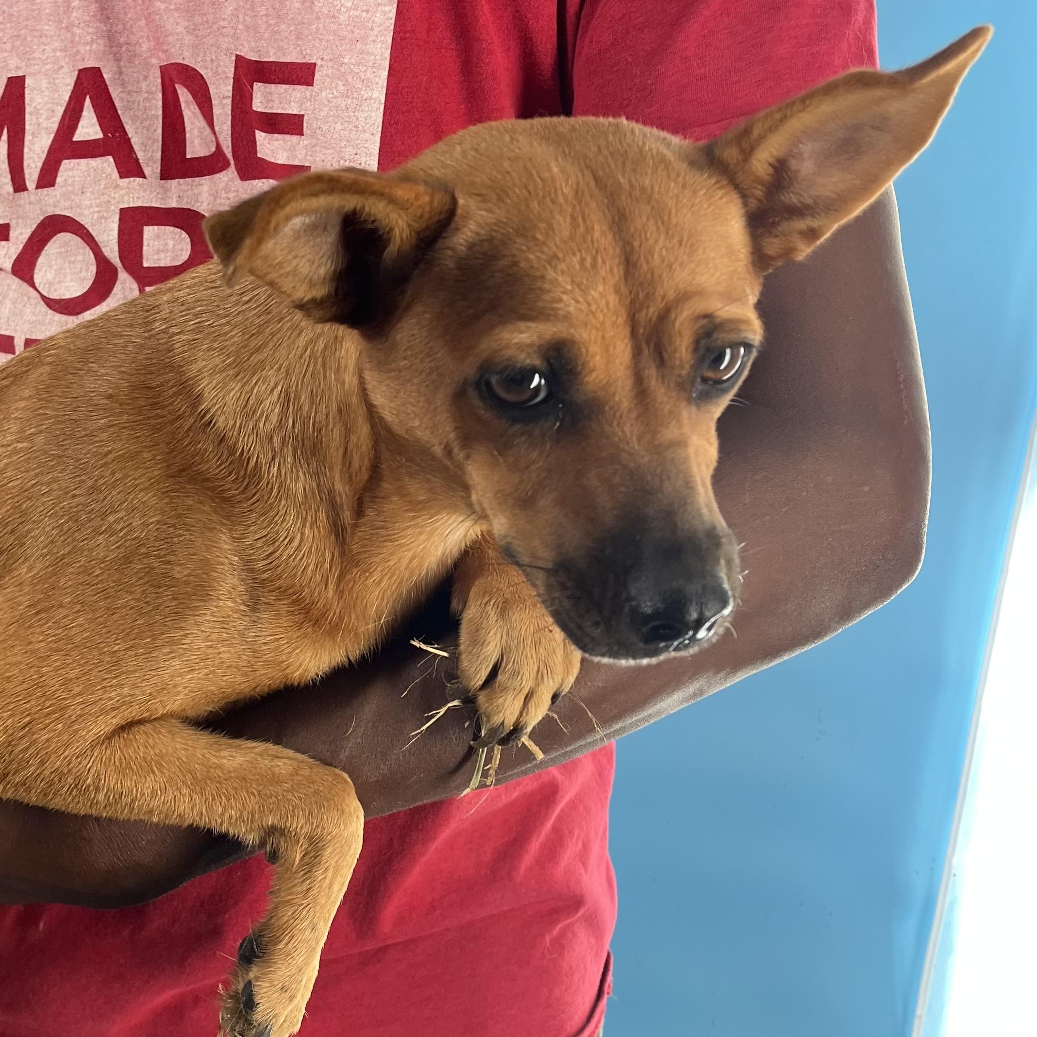 Enlarge Athena - Local April 10-12, an adoptable mixed breed in Westerly, RI image 2/5