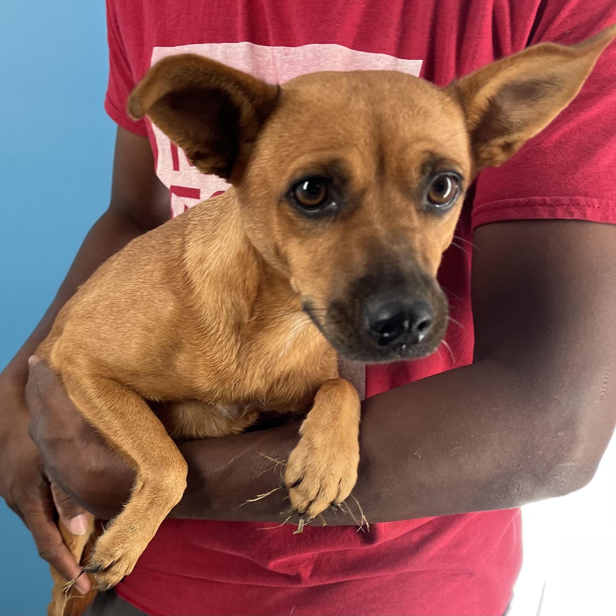 Enlarge Athena - Local April 10-12, an adoptable mixed breed in Westerly, RI image 4/5