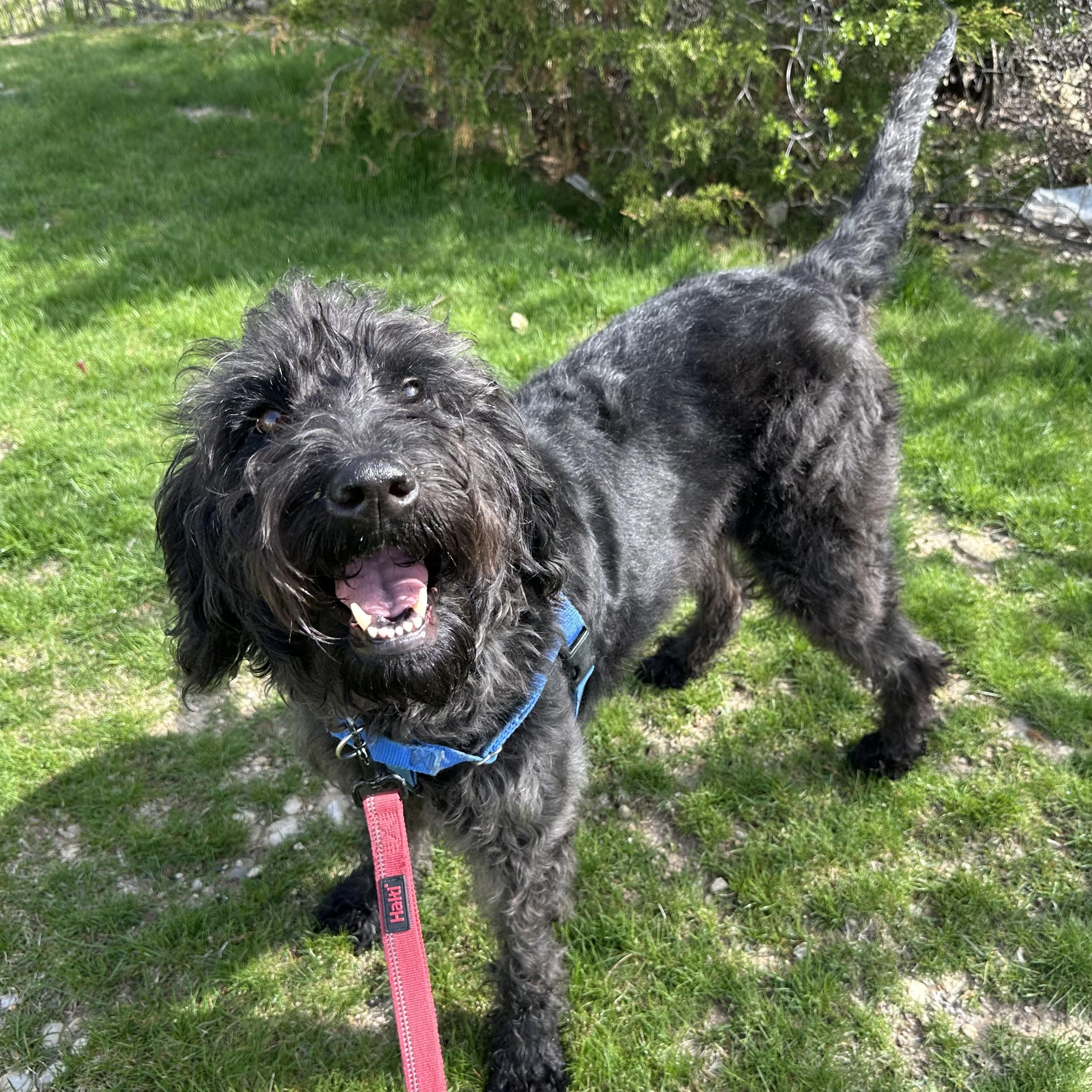 Enlarge Eden- Home Visit in Process , an adopted mixed breed in Hartland, WI image 2/6