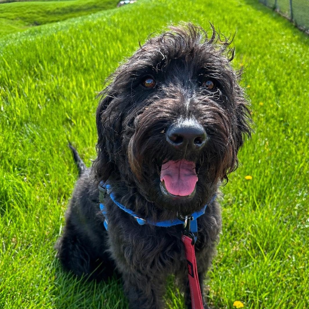 Enlarge Eden- Home Visit in Process , an adopted mixed breed in Hartland, WI image 1/6