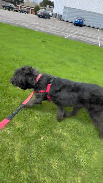 Enlarge Eden- Home Visit in Process , an adopted mixed breed in Hartland, WI video 6/6