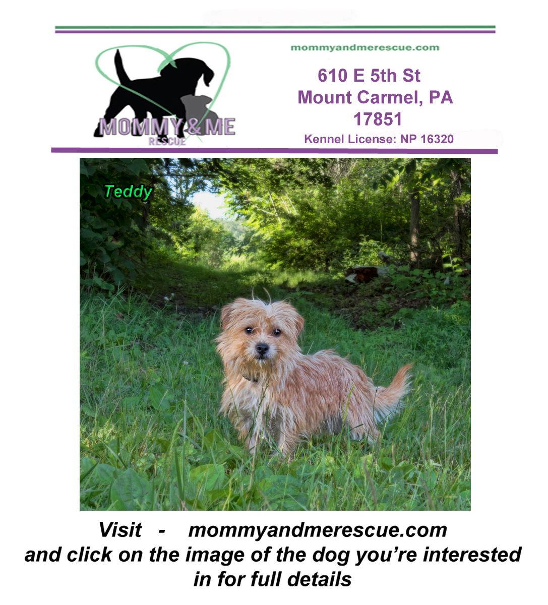 Enlarge Teddy, a Adopted Shih Tzu in Mt Carmel, PA image 1/1