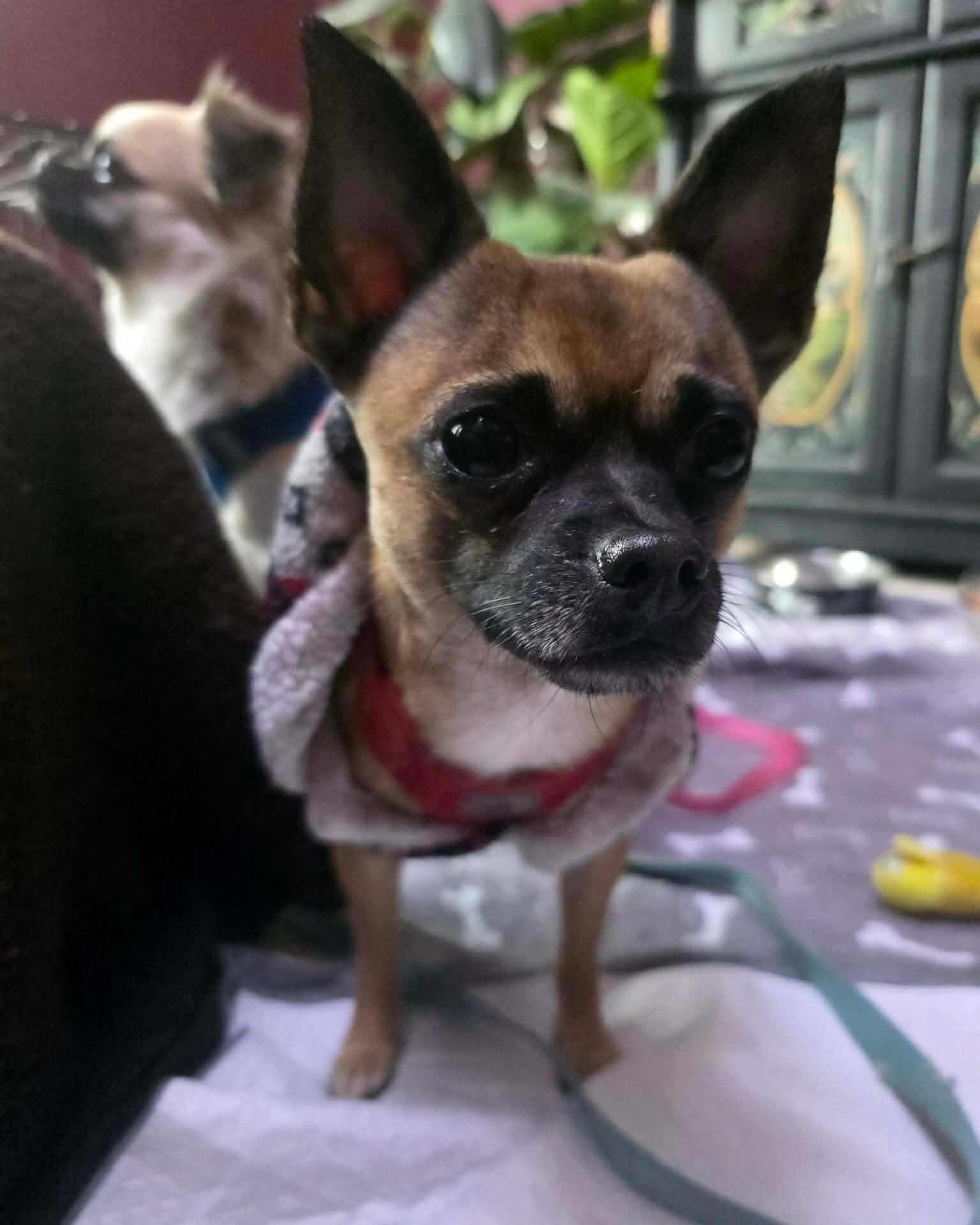 Willis, adopted, Young Male Chihuahua.