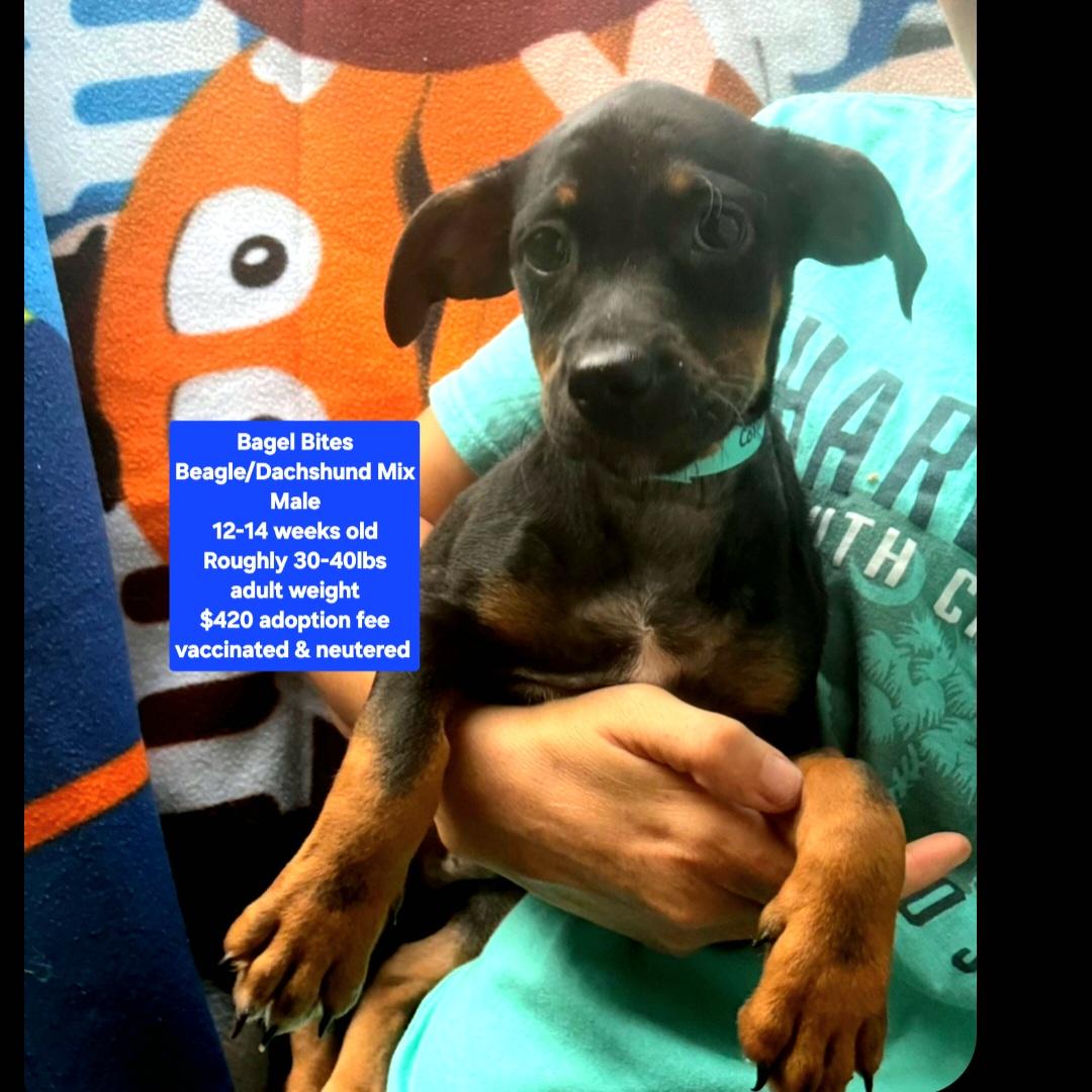 Bagel Bites, ADOPTABLE, Puppy Male Beagle & Dachshund.