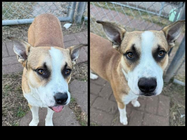ROOBERT, Adoptable, Young Male Staffordshire Bull Terrier & Mixed Breed.