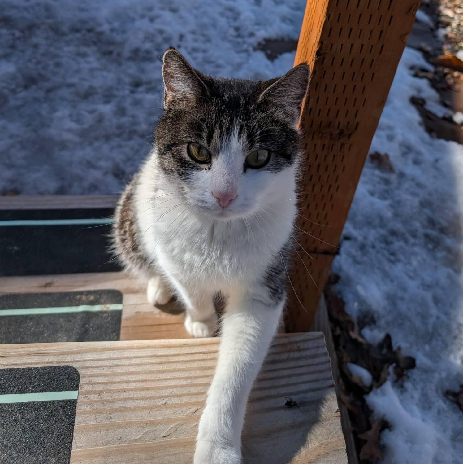 Fern, an adoptable Domestic Short Hair in MORONI, UT, 84646 | Photo Image 2