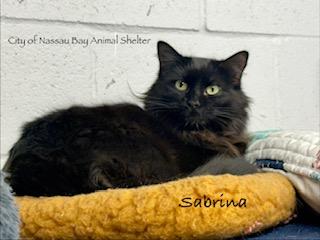 Enlarge F48-25 Sabrina, an adoptable Domestic Medium Hair in Nassau Bay, TX image 4/4