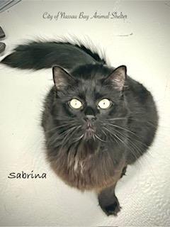 F48-25 Sabrina, adoptable, Young Female Domestic Medium Hair.