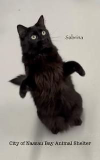 Enlarge F48-25 Sabrina, an adoptable Domestic Medium Hair in Nassau Bay, TX image 2/4