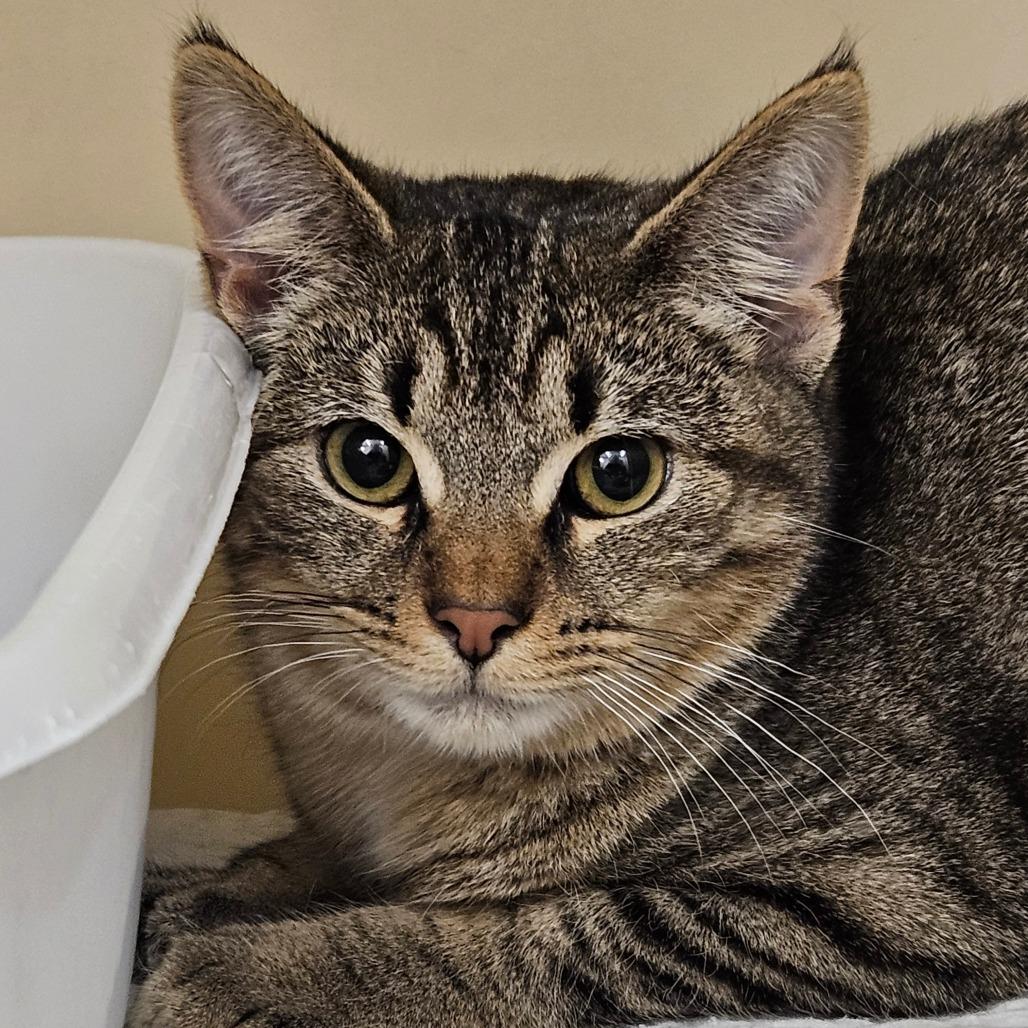 Kay, Adoptable, Adult Female Domestic Short Hair.