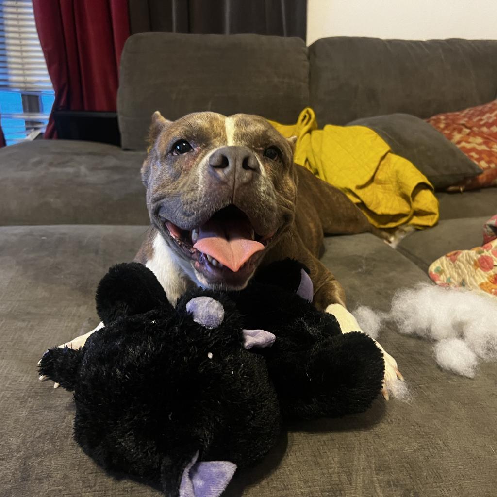 Gidget, Adoptable, Adult Female English Bulldog & Staffordshire Bull Terrier.