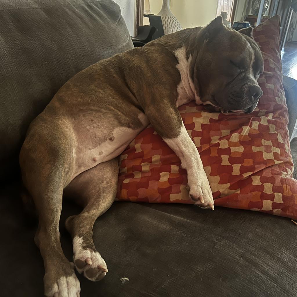 Gidget, Adoptable, Adult Female English Bulldog & Staffordshire Bull Terrier.