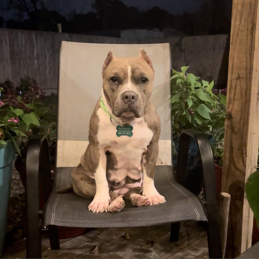 Enlarge Gidget, a Adoptable mixed breed in Houston, TX image 3/6