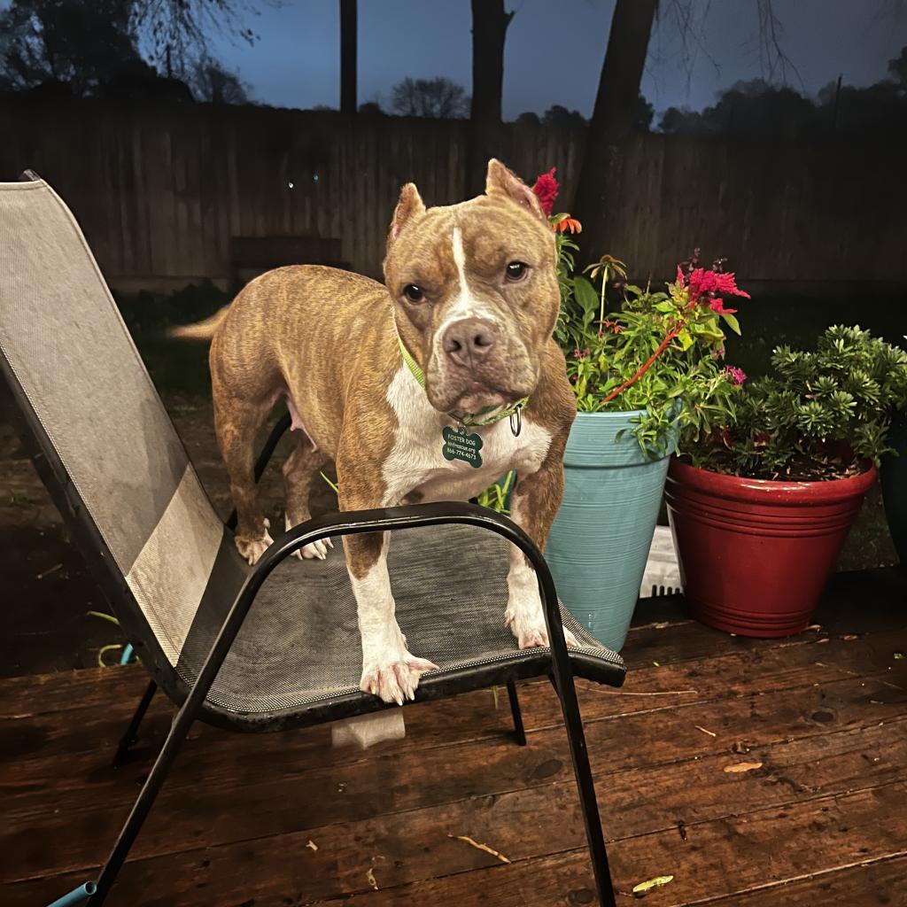 Enlarge Gidget, a Adoptable mixed breed in Houston, TX image 4/6