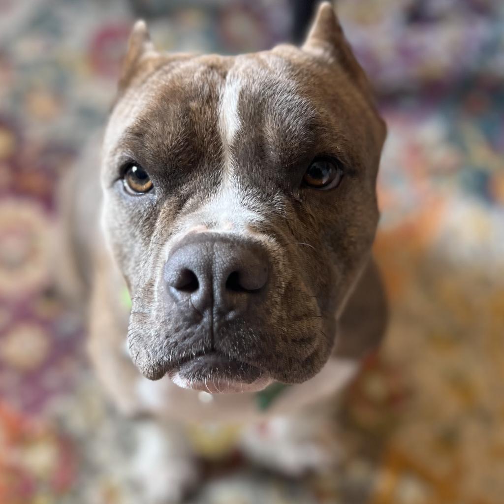 Enlarge Gidget, a Adoptable mixed breed in Houston, TX image 5/6