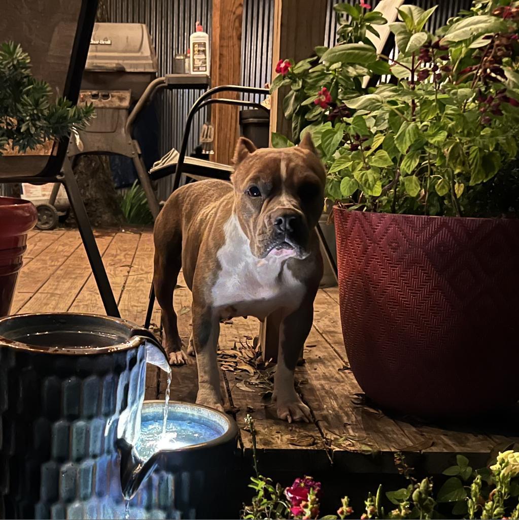 Enlarge Gidget, a Adoptable mixed breed in Houston, TX image 6/6