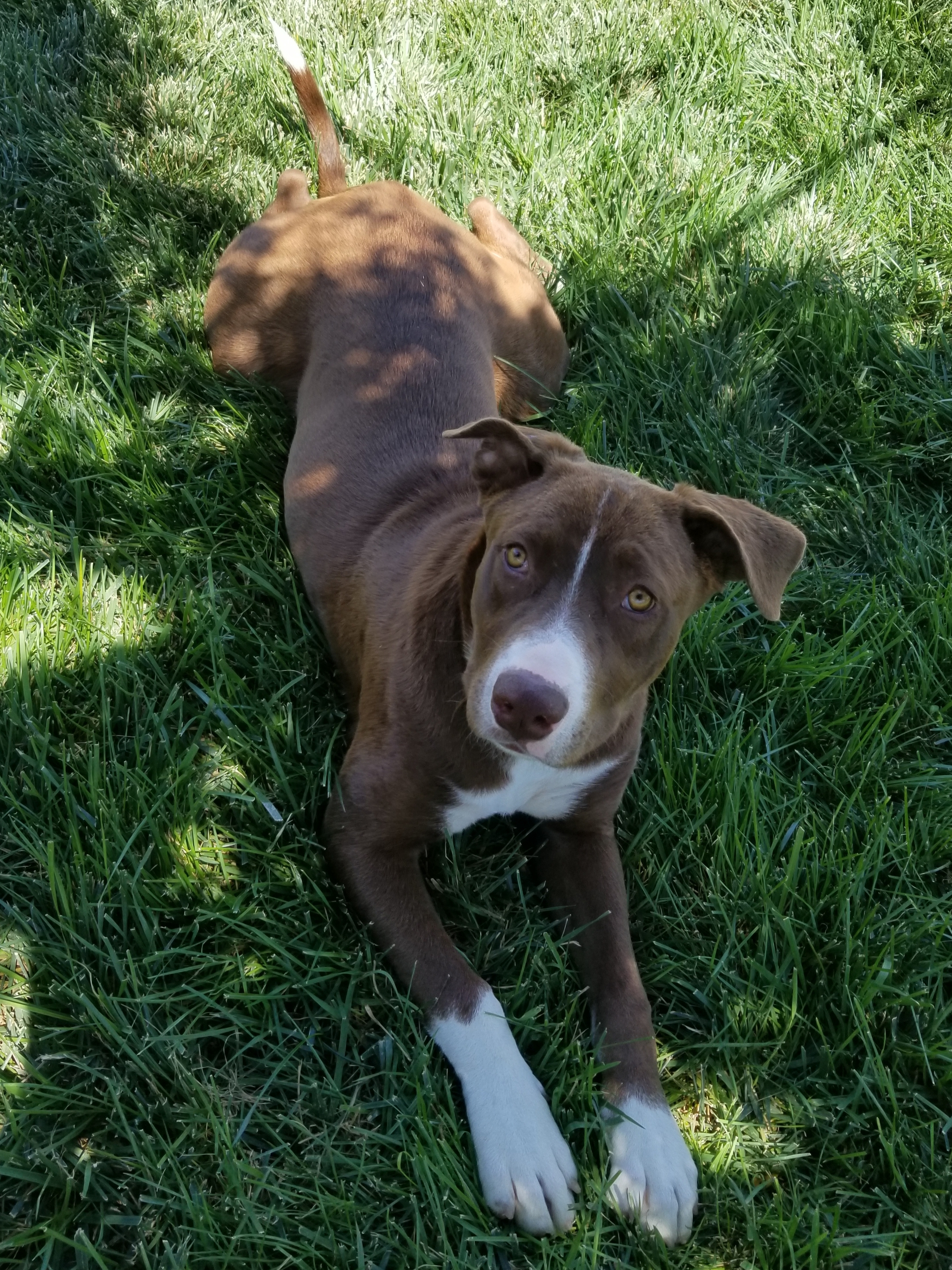 Maggie May , Adoptable, Young Female Labrador Retriever & Pit Bull Terrier.
