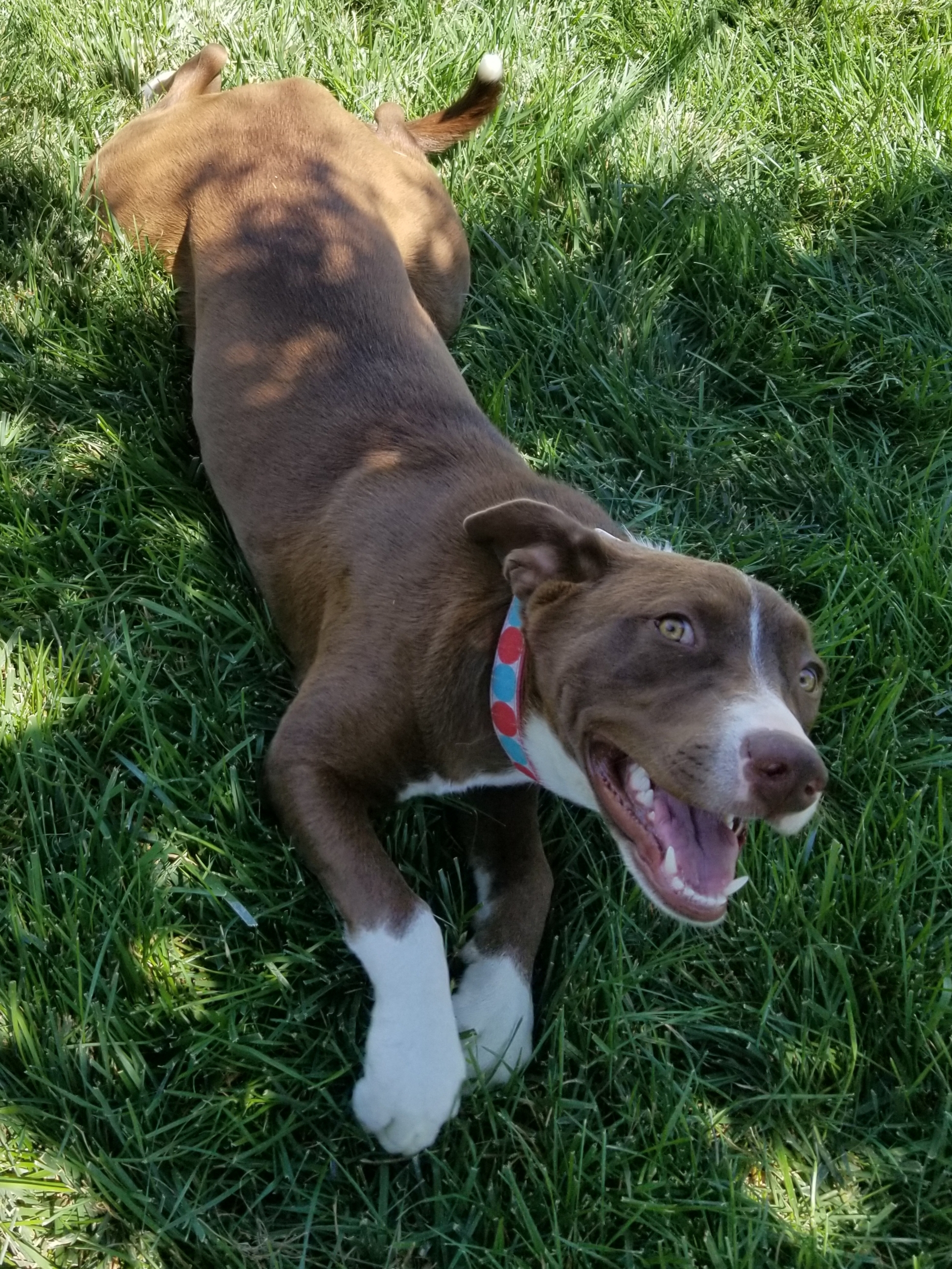 Maggie May , a Adoptable mixed breed in Cantua Creek, CA image 2/3