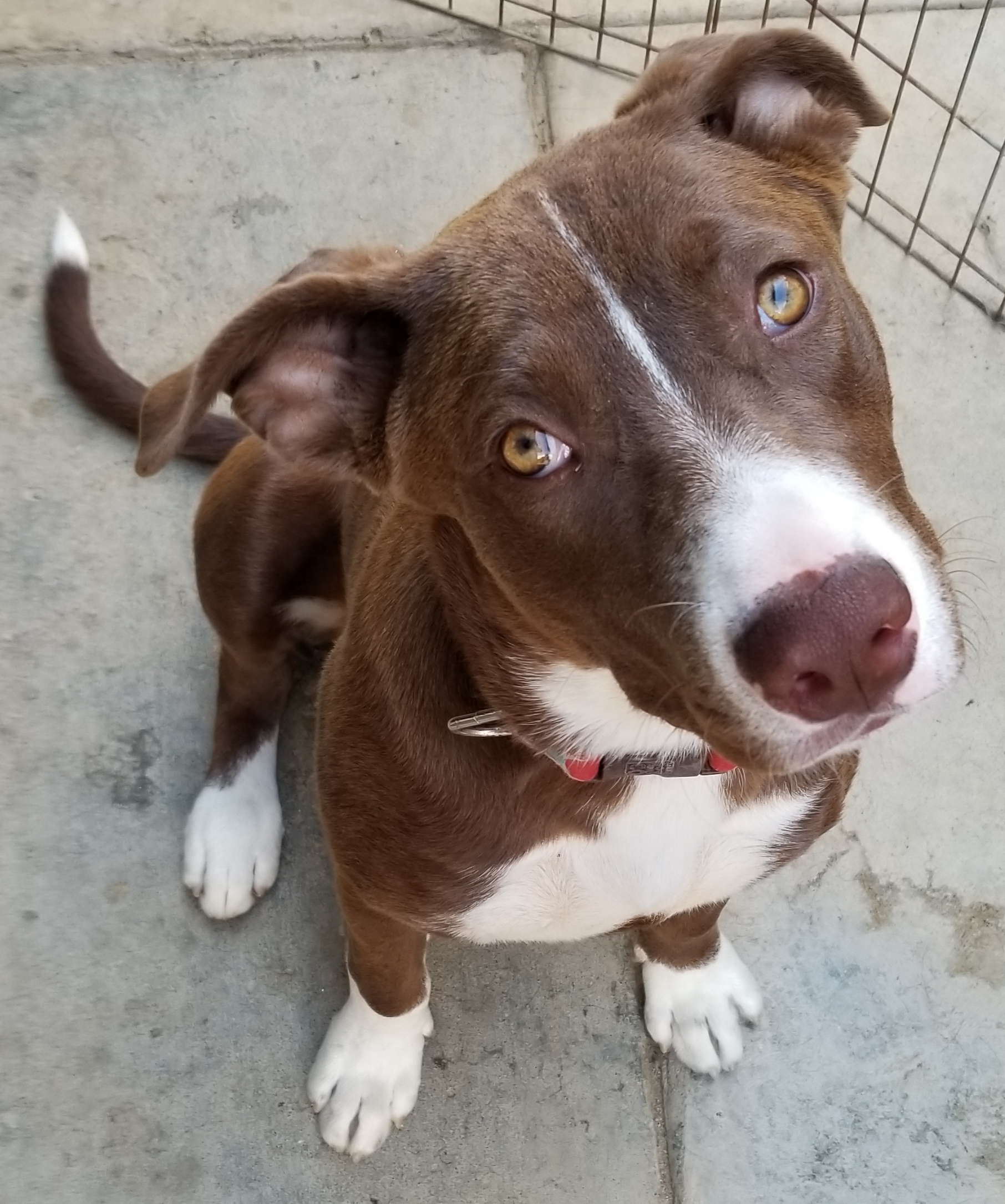 Maggie May , a Adoptable mixed breed in Cantua Creek, CA image 3/3