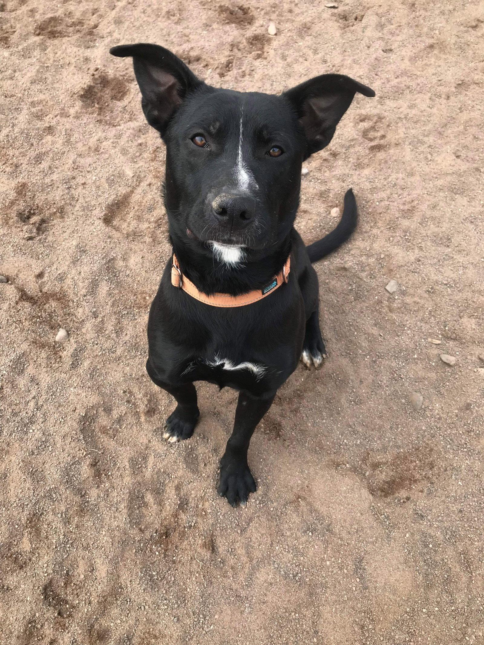 Jasper, Adoptable, Adult Male Labrador Retriever & Pit Bull Terrier.
