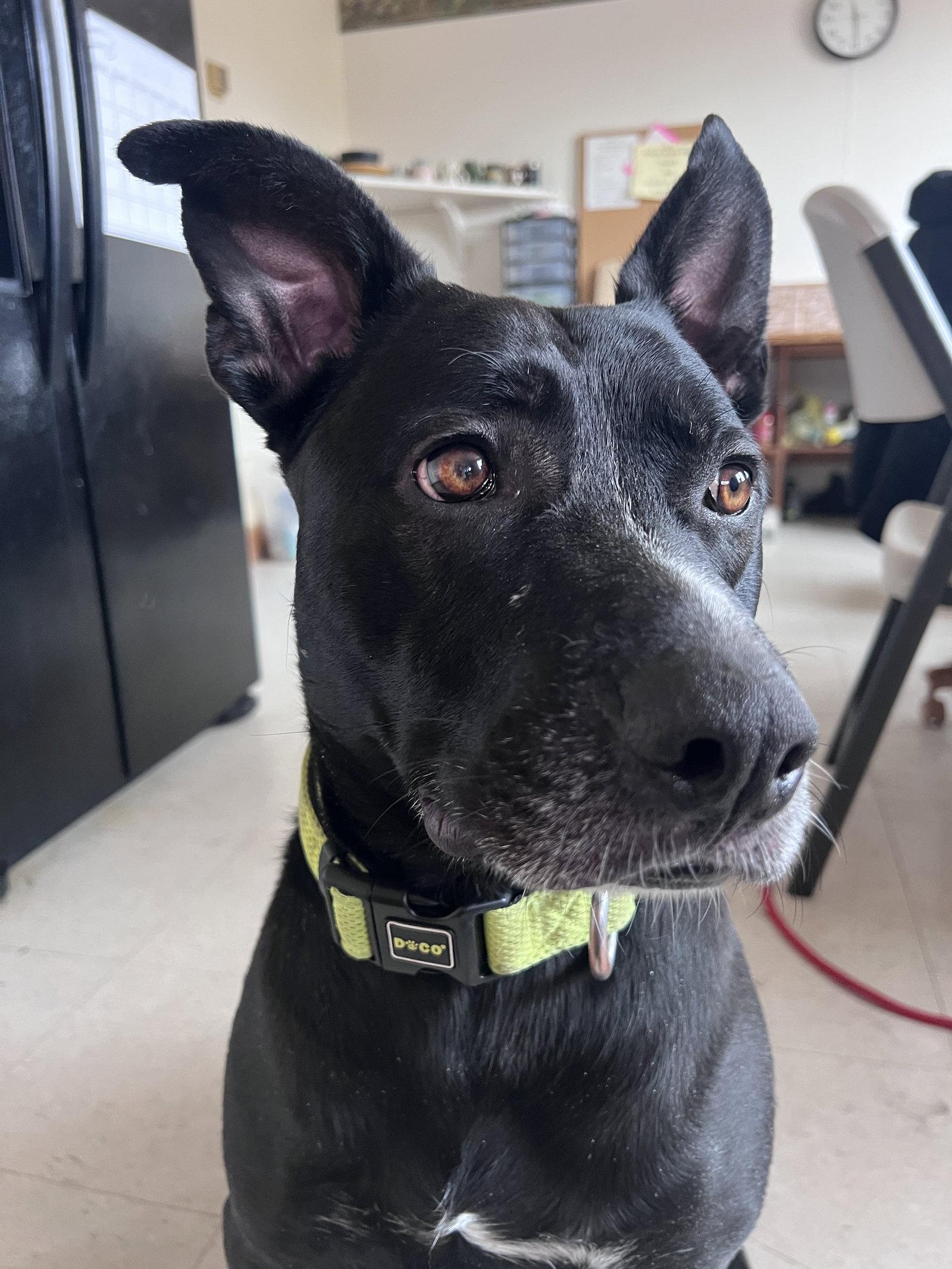 Enlarge Jasper, a Adoptable mixed breed in Webster, WI image 2/3