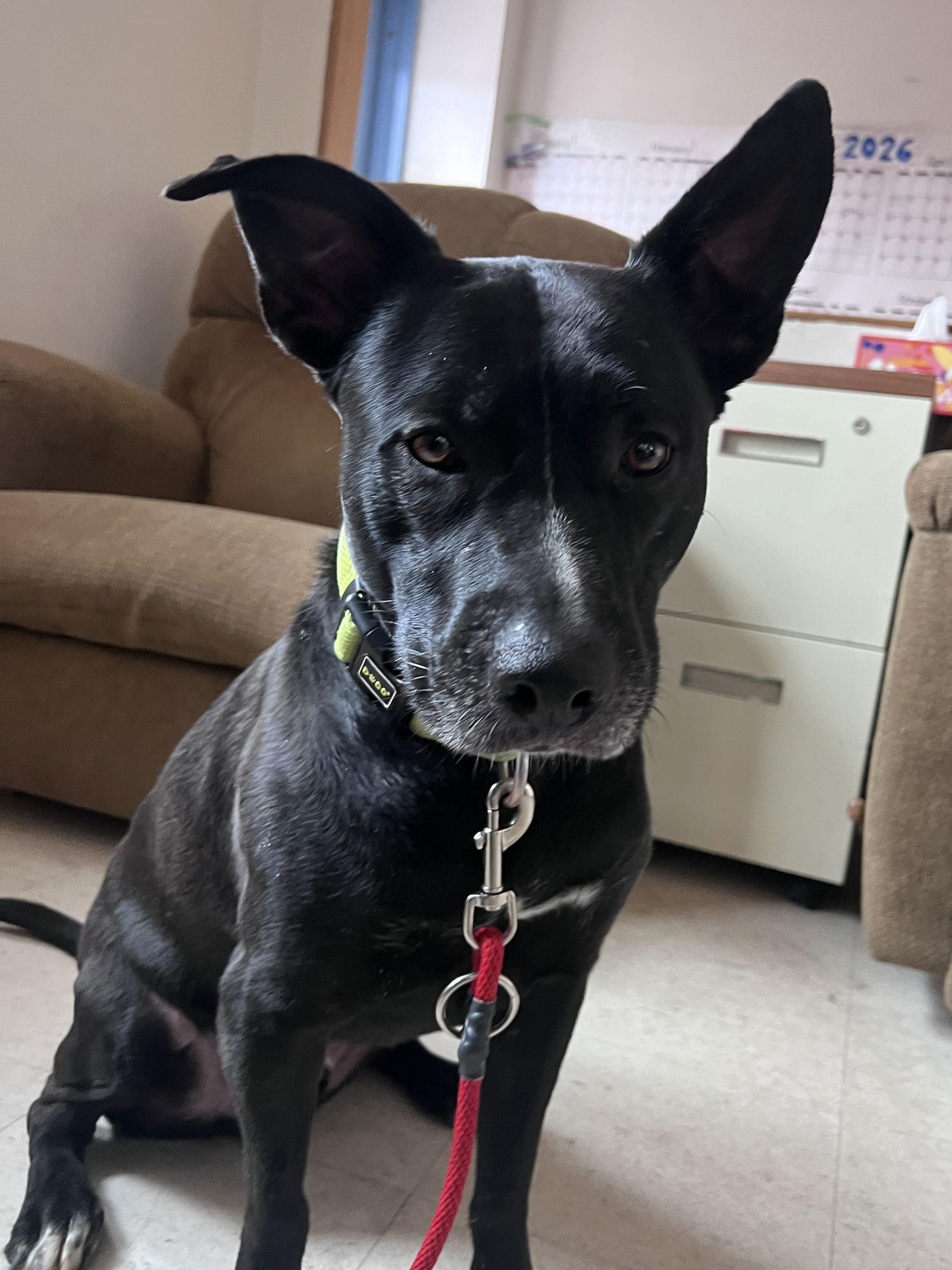 Enlarge Jasper, a Adoptable mixed breed in Webster, WI image 3/3