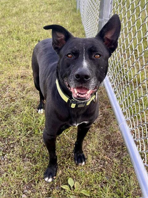 Enlarge Jasper, a Adoptable mixed breed in Webster, WI image 3/3