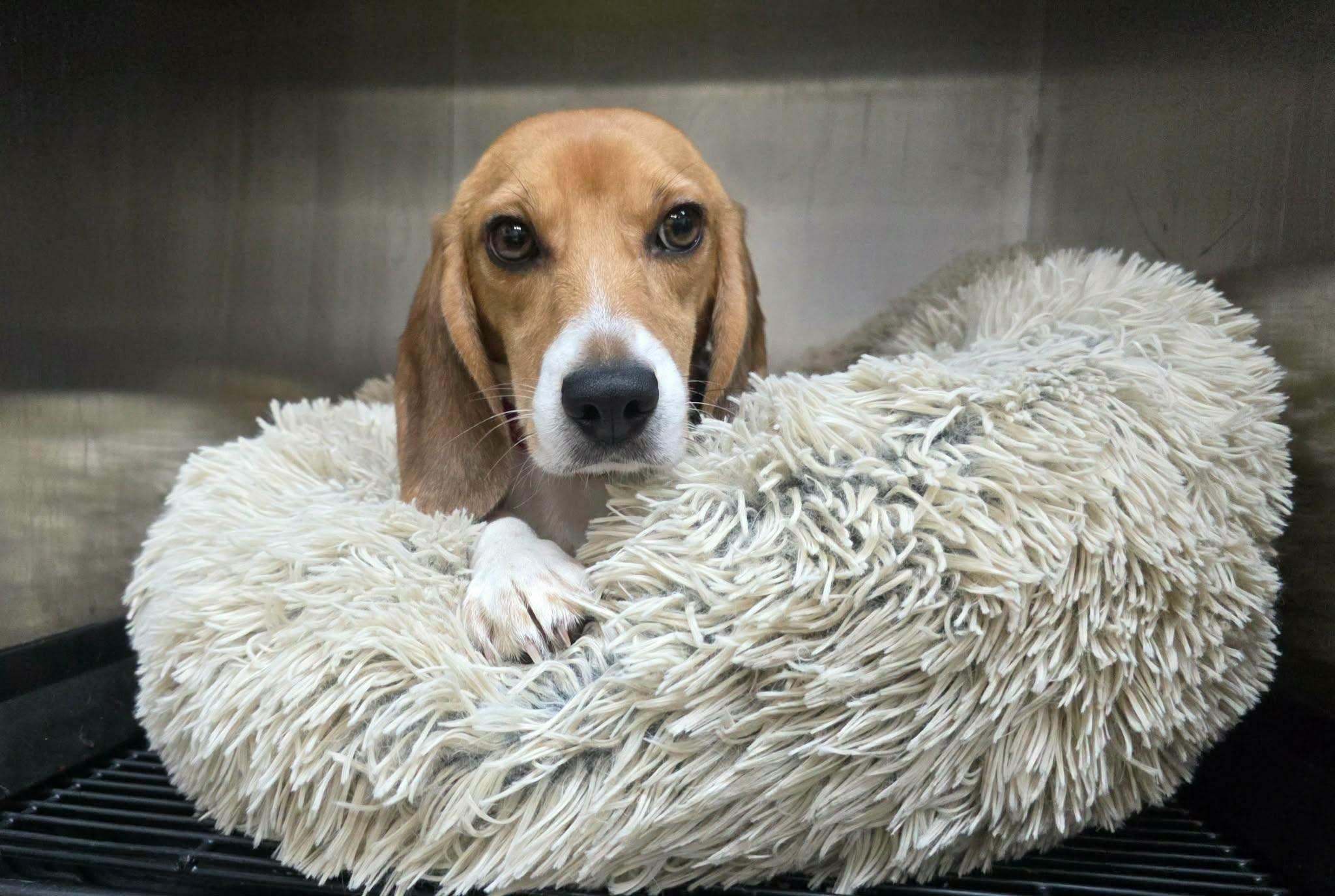 Sage, Adoptable, Adult Female Beagle.