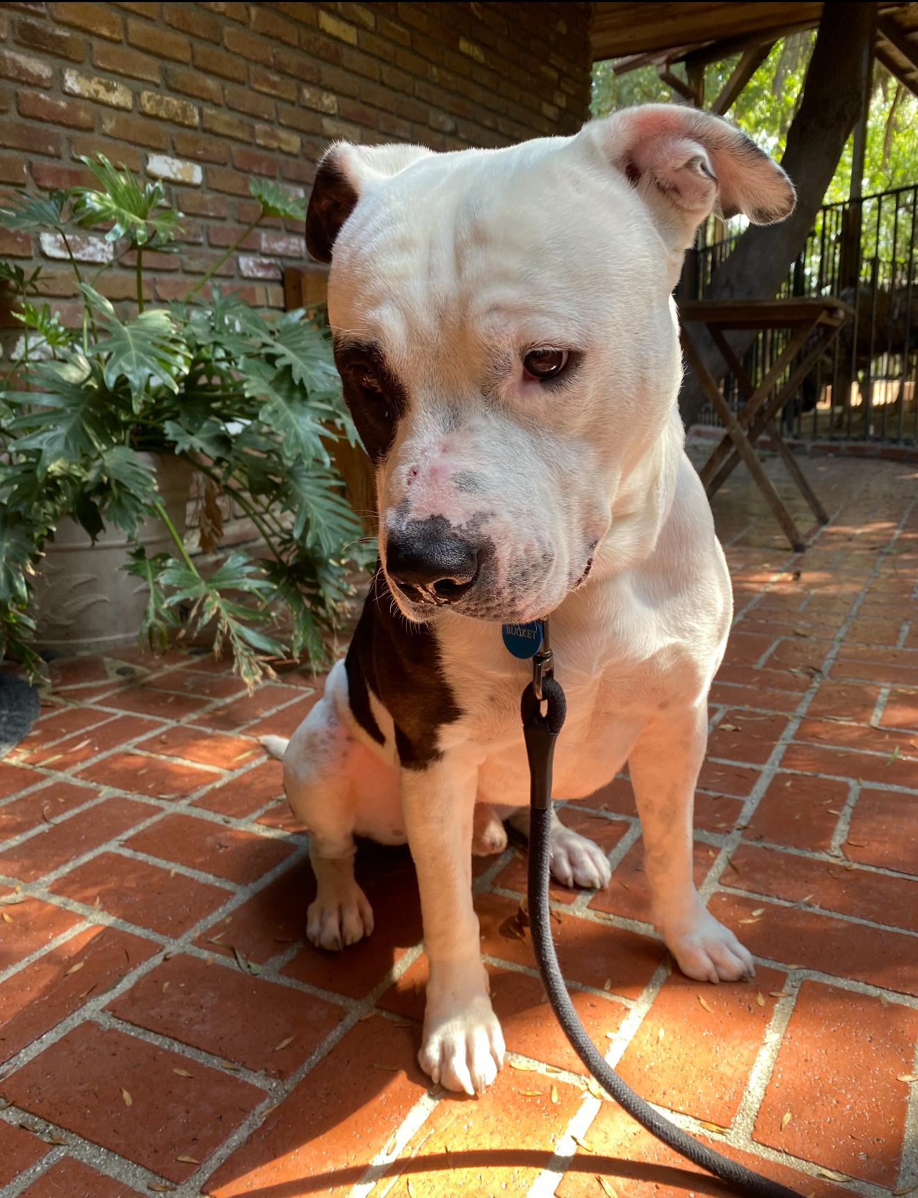 Bucket, a Adoptable Pit Bull Terrier in Olympia, WA image 2/6