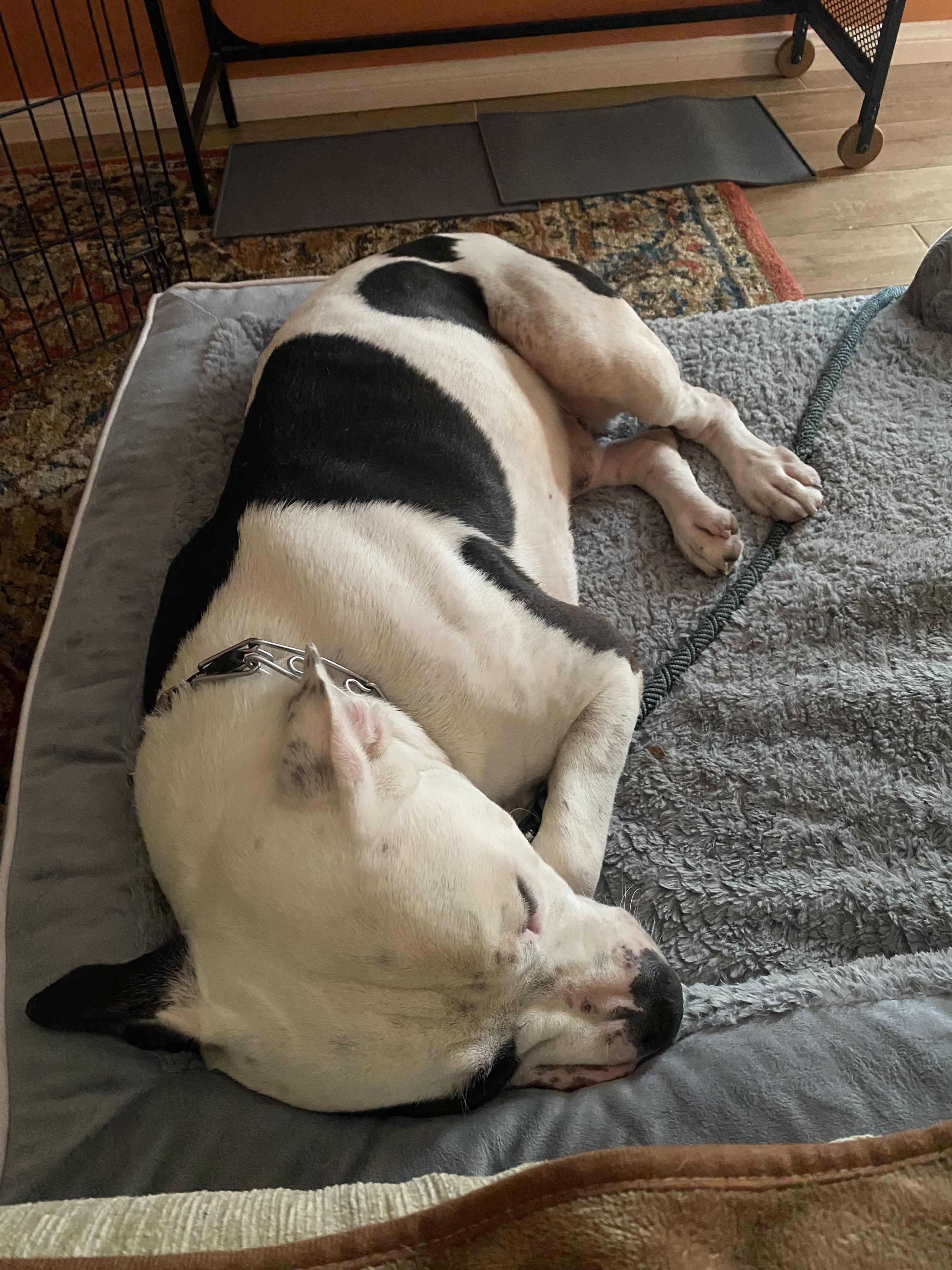 Bucket, a Adoptable Pit Bull Terrier in Olympia, WA image 3/6