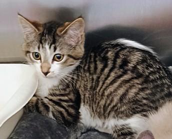 Jolene, adopted, Kitten Female Domestic Short Hair.