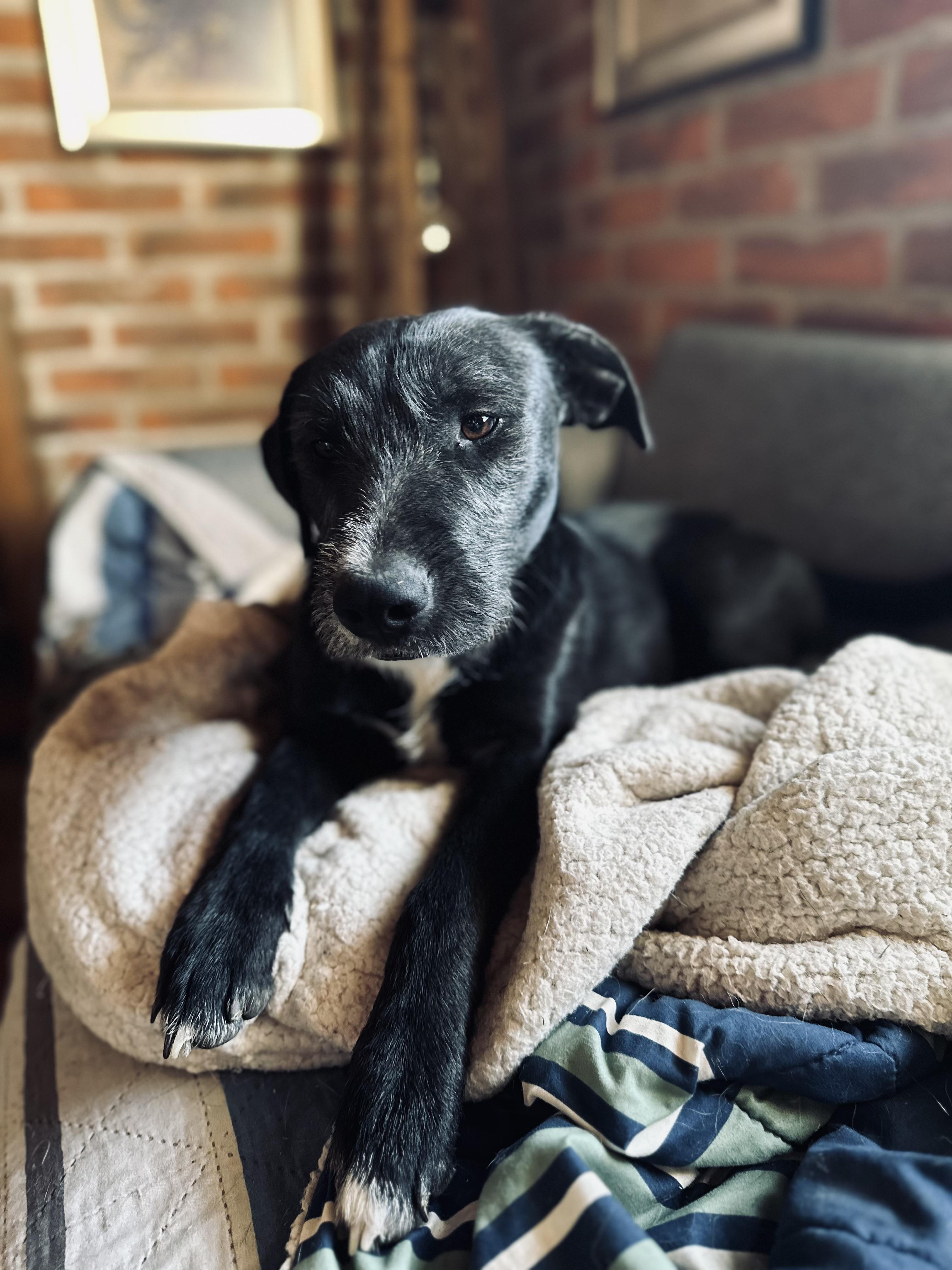 Enlarge Scout, a Adoptable Mixed Breed in Encino, CA image 5/6