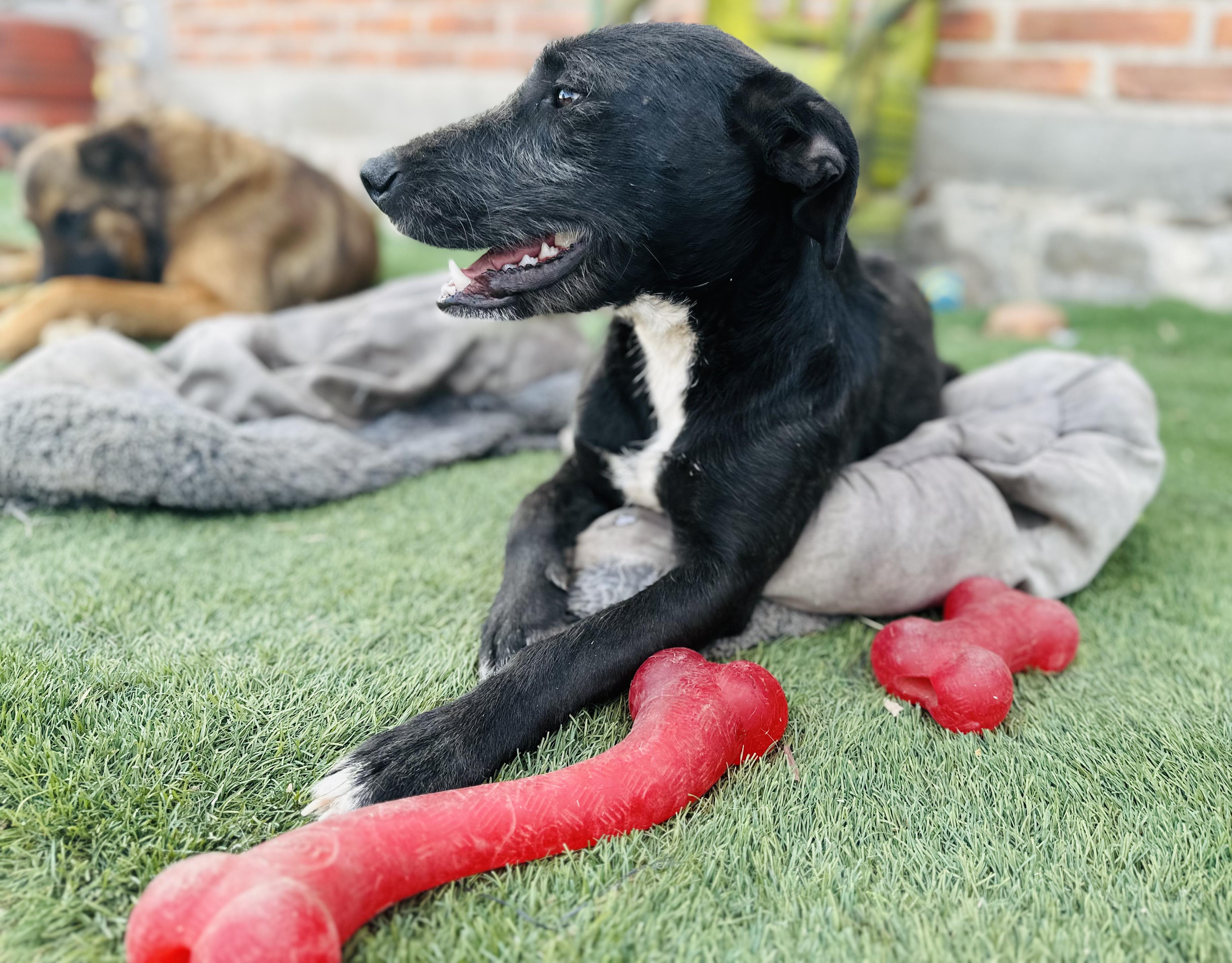 Enlarge Scout, a Adoptable Mixed Breed in Encino, CA image 4/6