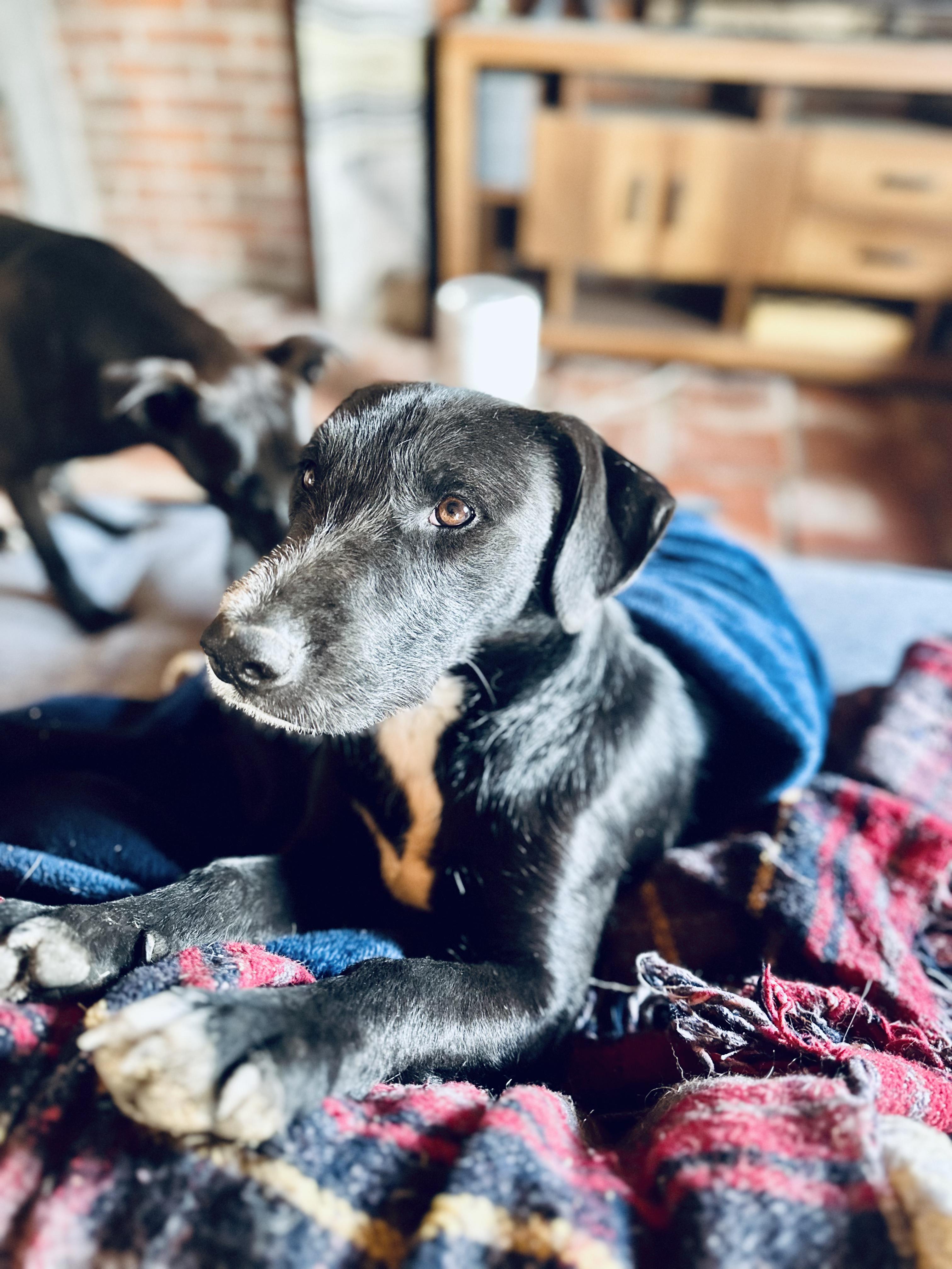 Enlarge Scout, a Adoptable Mixed Breed in Encino, CA image 3/6